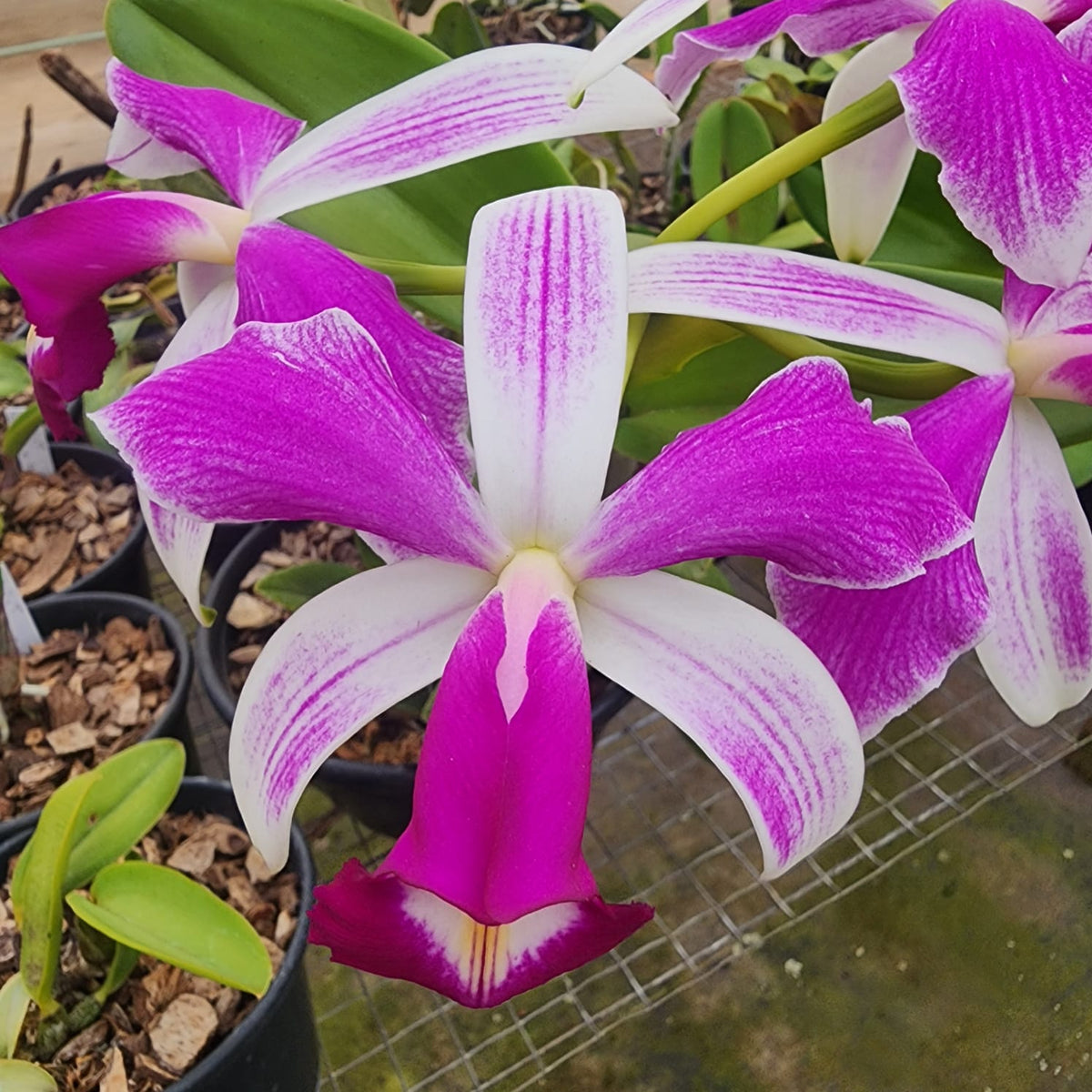 CATTLEYA VIOLACEA SEMI ALBA STRIATA | ORQUÍDEA (PLANTAS ADULTAS) - Apolonia Grade