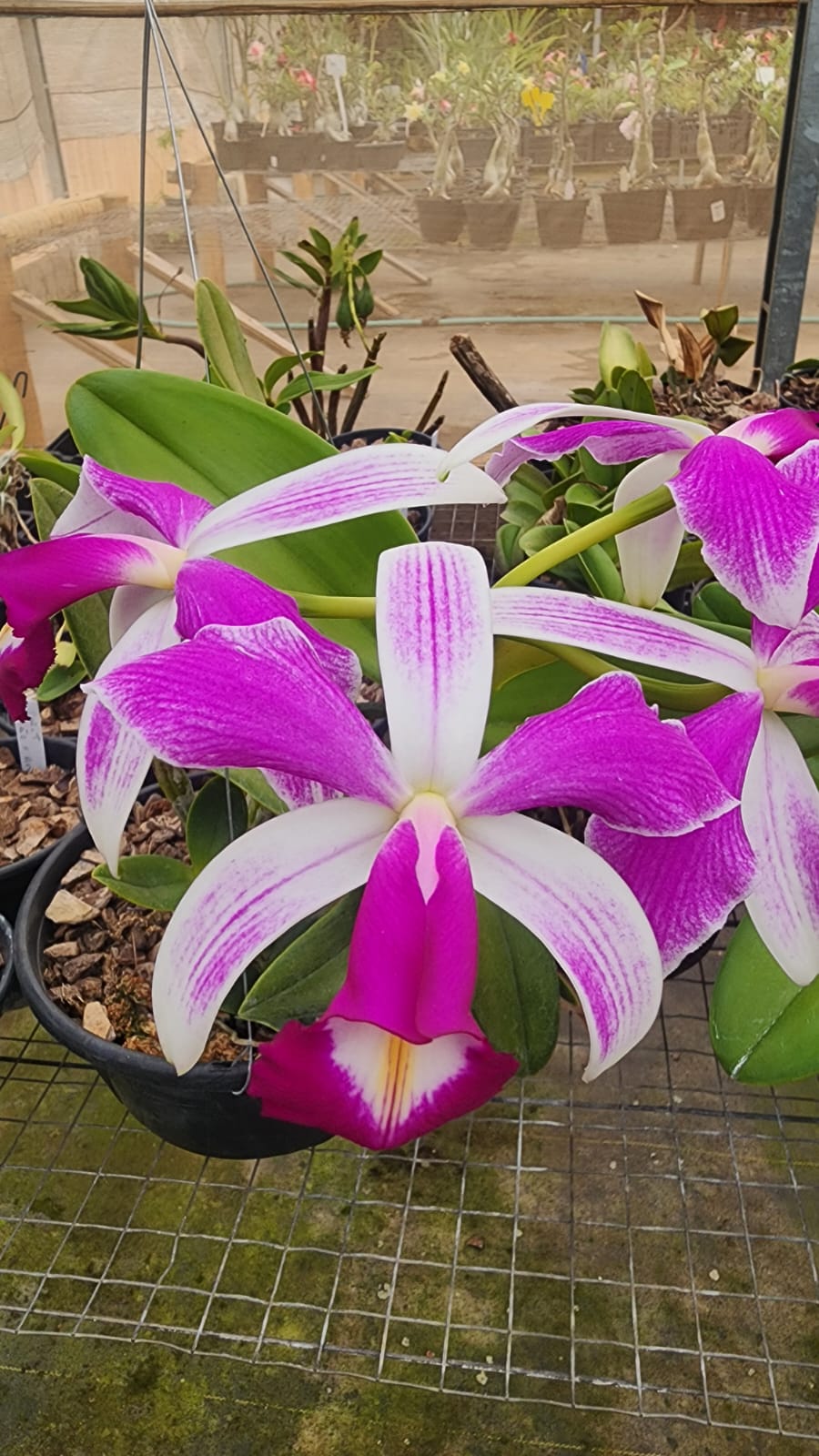 CATTLEYA VIOLACEA SEMI ALBA STRIATA | ORQUÍDEA (PLANTAS ADULTAS) - Apolonia Grade