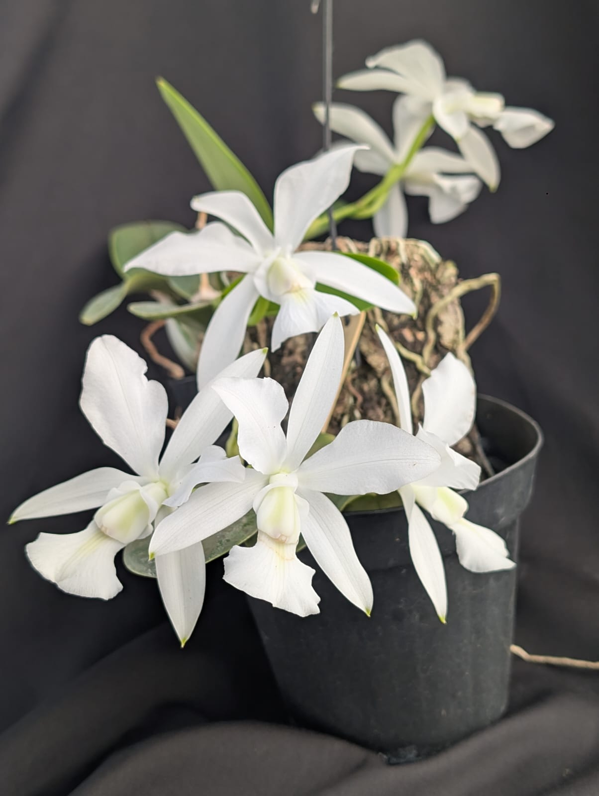 CATTLEYA WALKERIANA ALBA | ORQUÍDEA BRANCA - Apolonia Grade