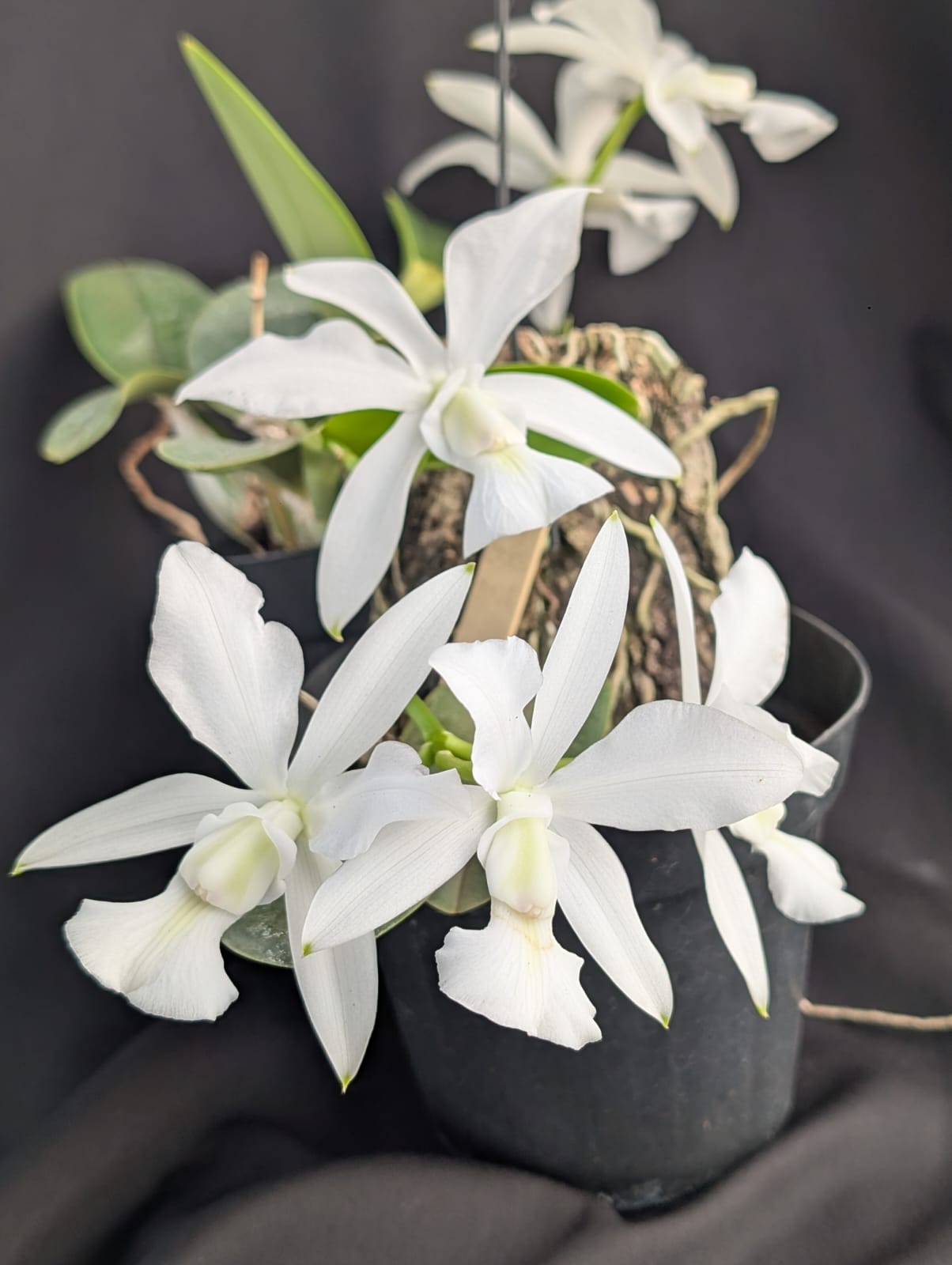 CATTLEYA WALKERIANA ALBA | ORQUÍDEA BRANCA - Apolonia Grade