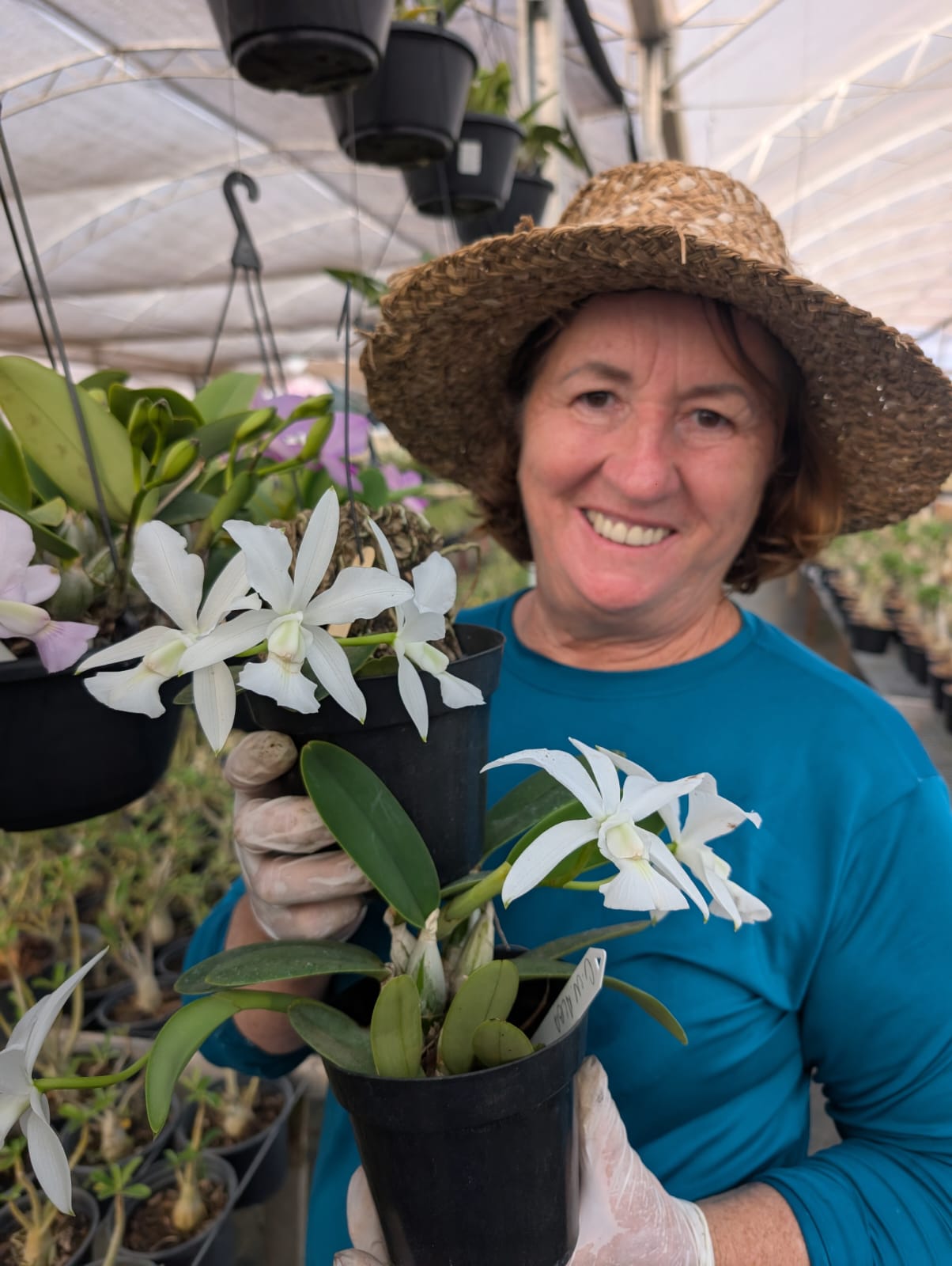 CATTLEYA WALKERIANA ALBA | ORQUÍDEA BRANCA - Apolonia Grade