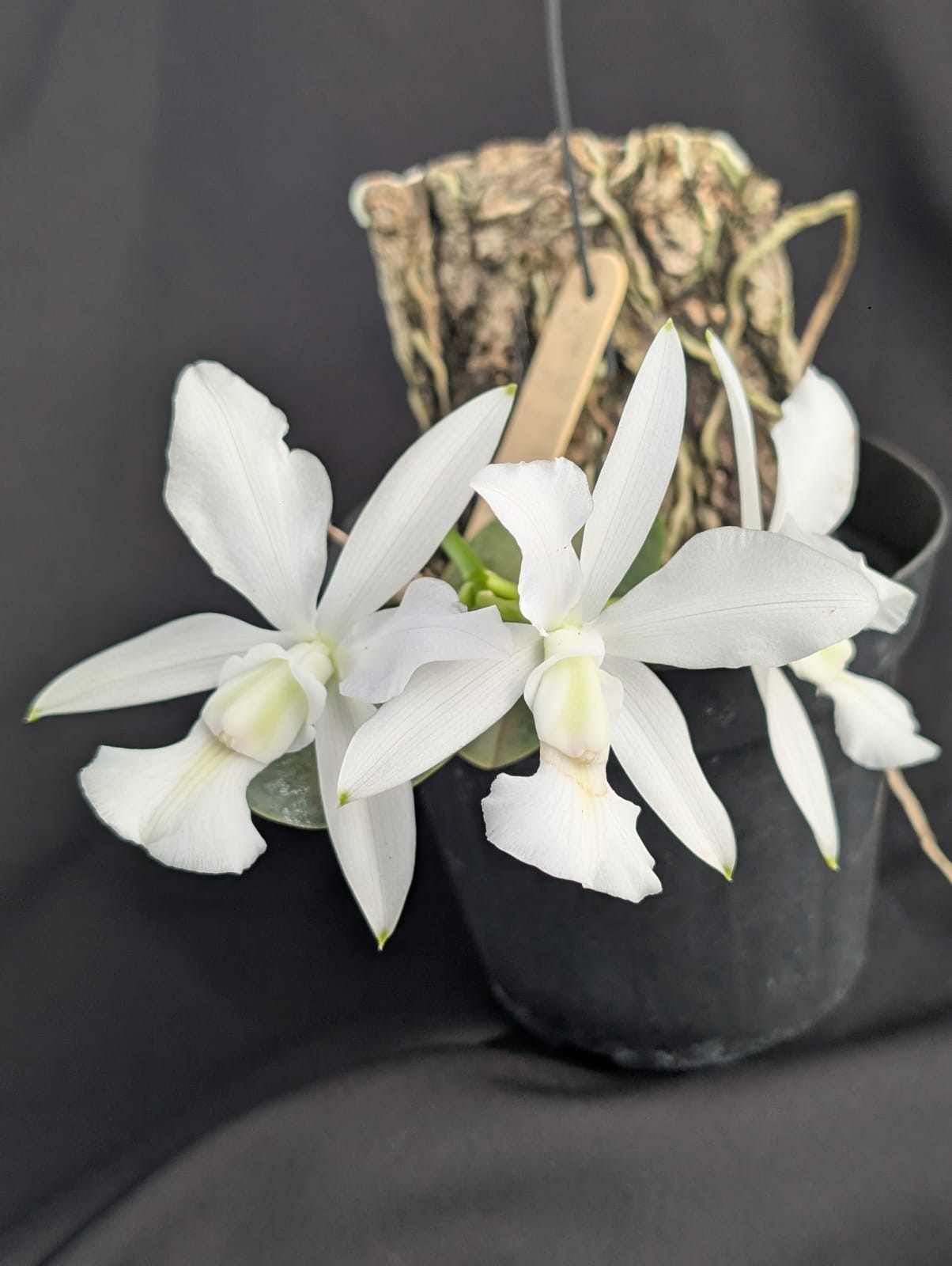 CATTLEYA WALKERIANA ALBA | ORQUÍDEA BRANCA - Apolonia Grade