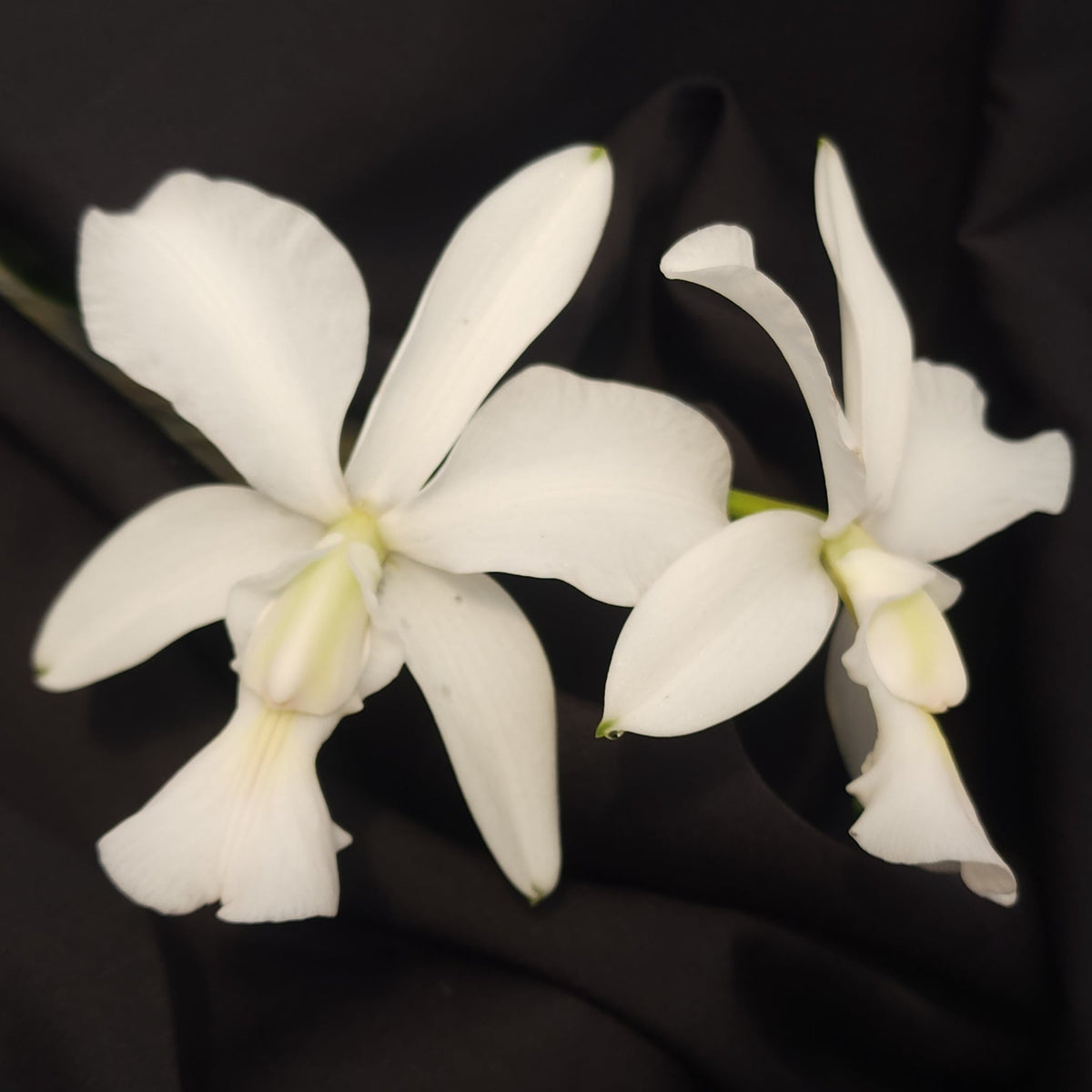 CATTLEYA WALKERIANA ALBESCENS - Apolonia Grade