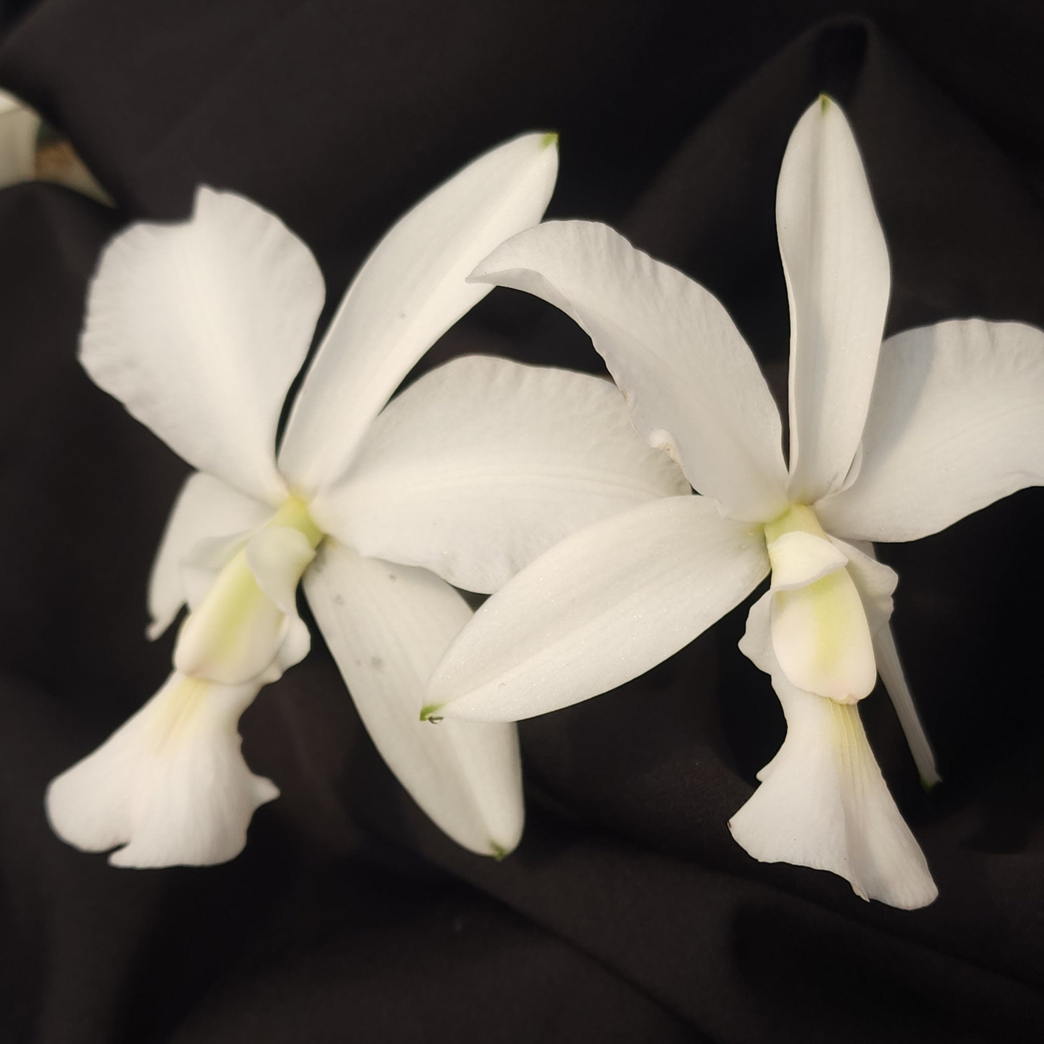 CATTLEYA WALKERIANA ALBESCENS - Apolonia Grade