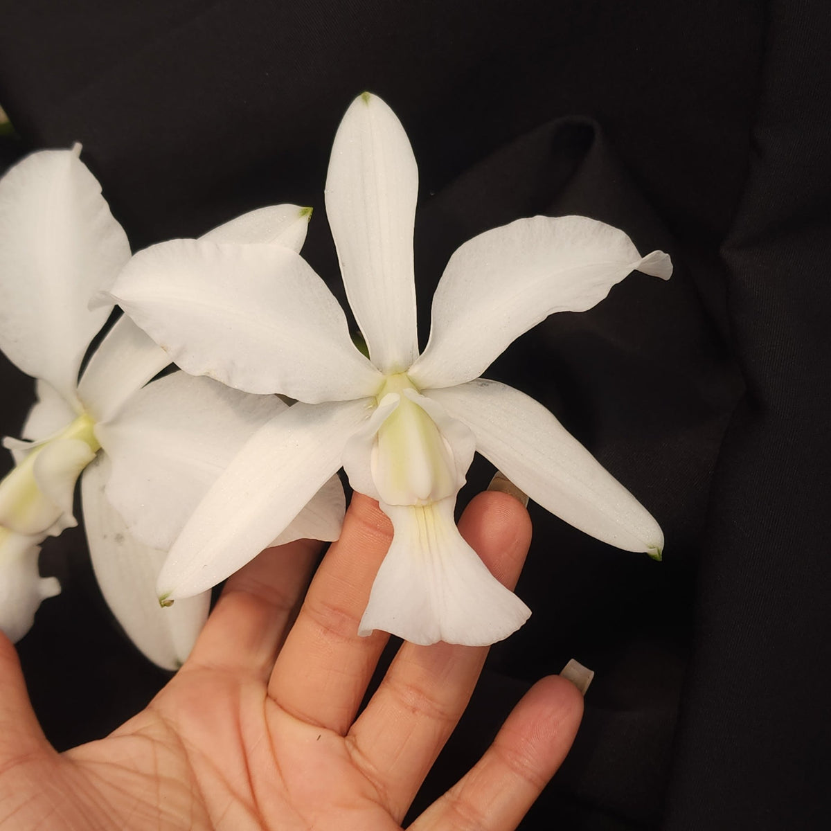 CATTLEYA WALKERIANA ALBESCENS - Apolonia Grade
