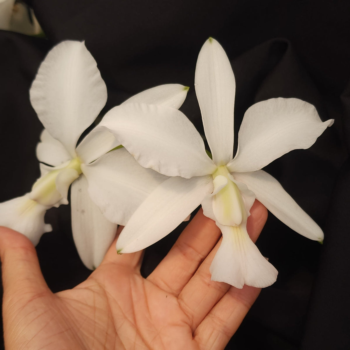 CATTLEYA WALKERIANA ALBESCENS - Apolonia Grade
