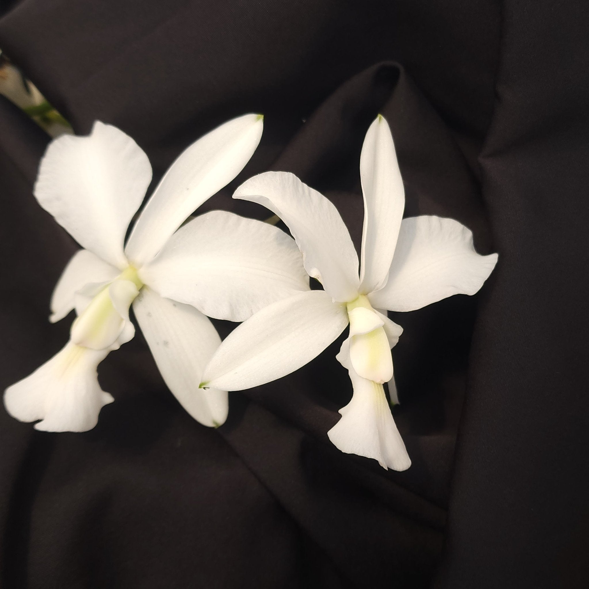 CATTLEYA WALKERIANA ALBESCENS - Apolonia Grade