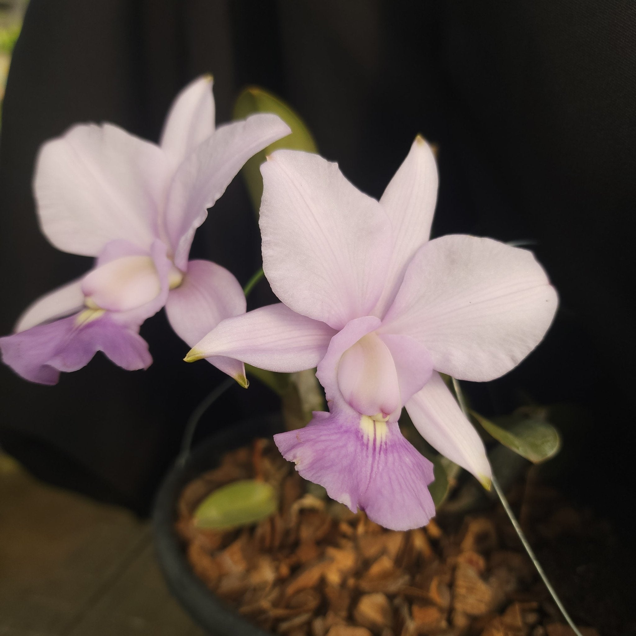 CATTLEYA WALKERIANA COERULEA - Apolonia Grade