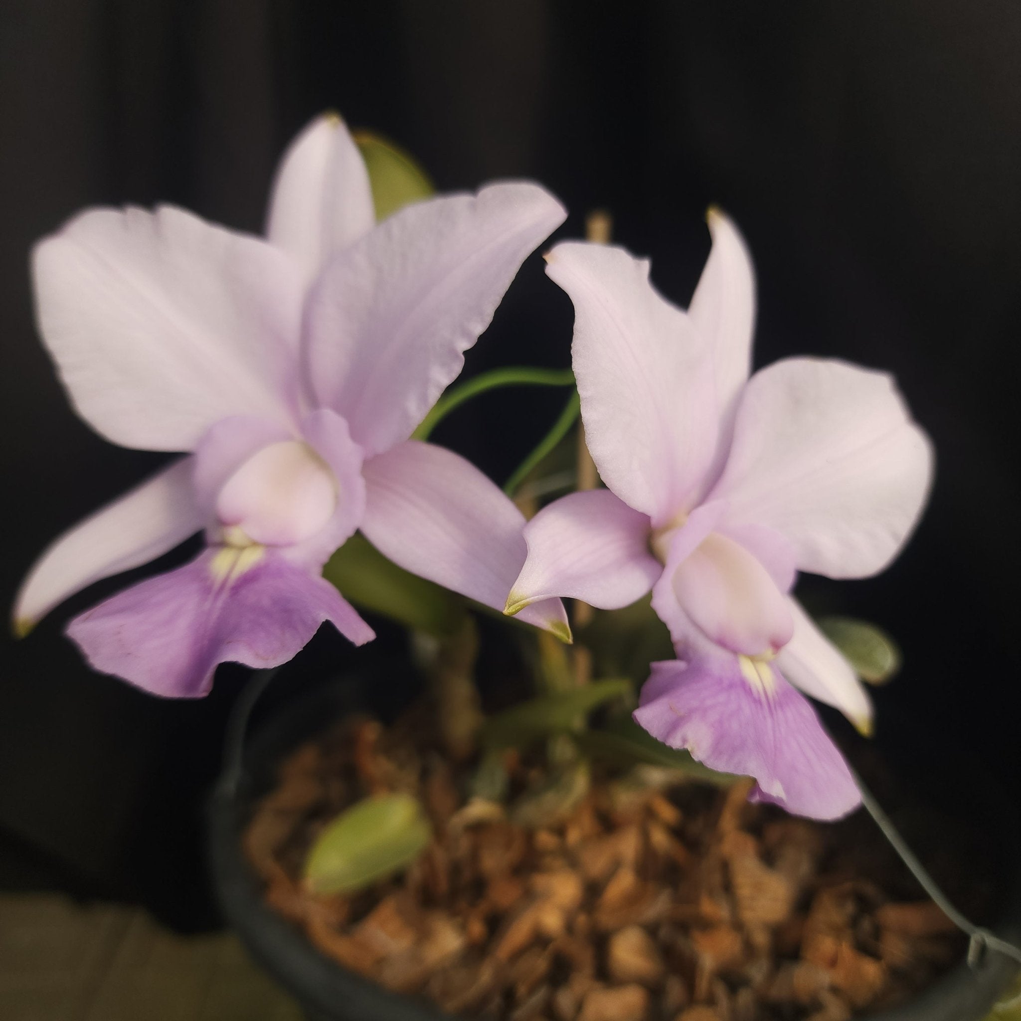 CATTLEYA WALKERIANA COERULEA - Apolonia Grade