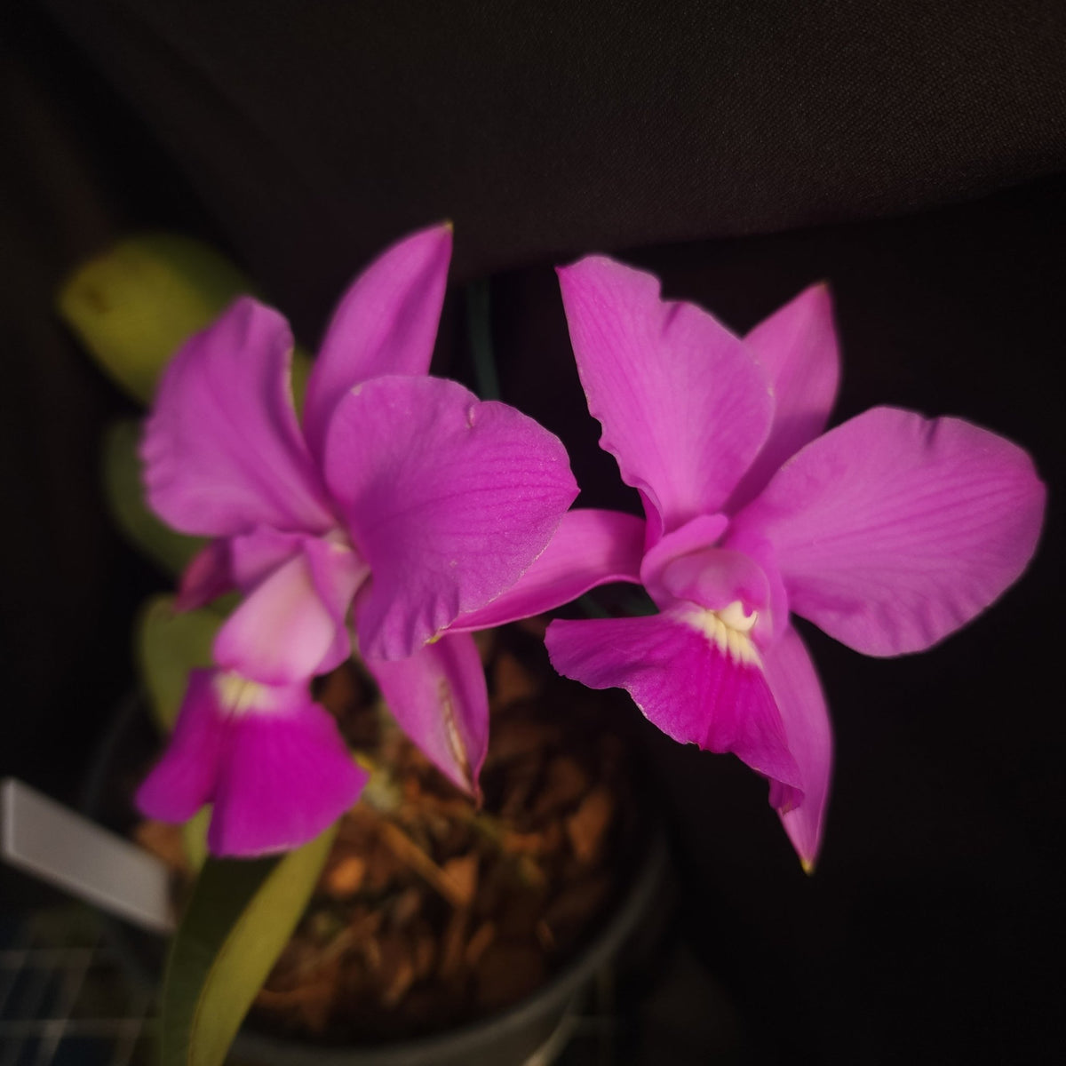 CATTLEYA WALKERIANA COERULEA - Apolonia Grade