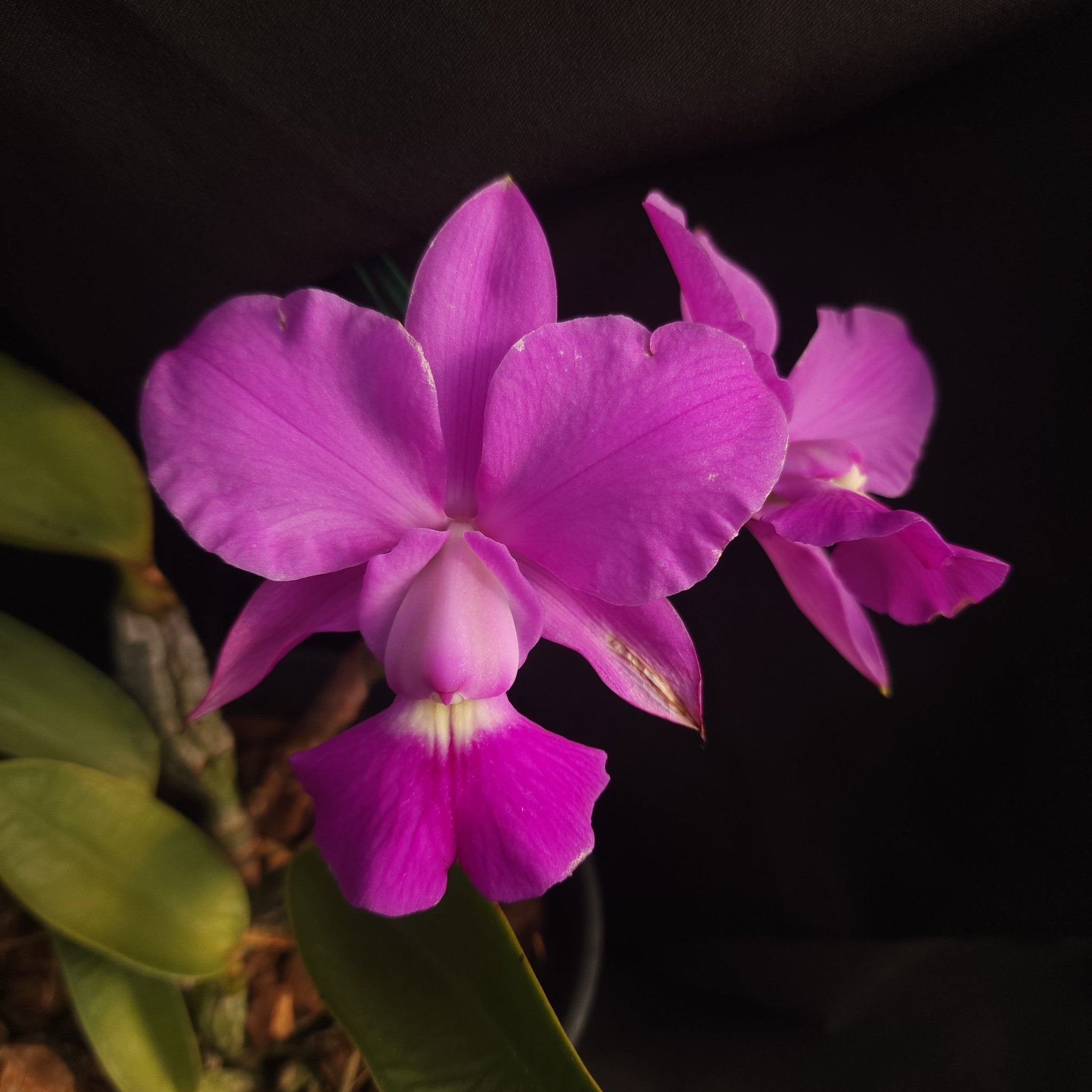 CATTLEYA WALKERIANA COERULEA - Apolonia Grade