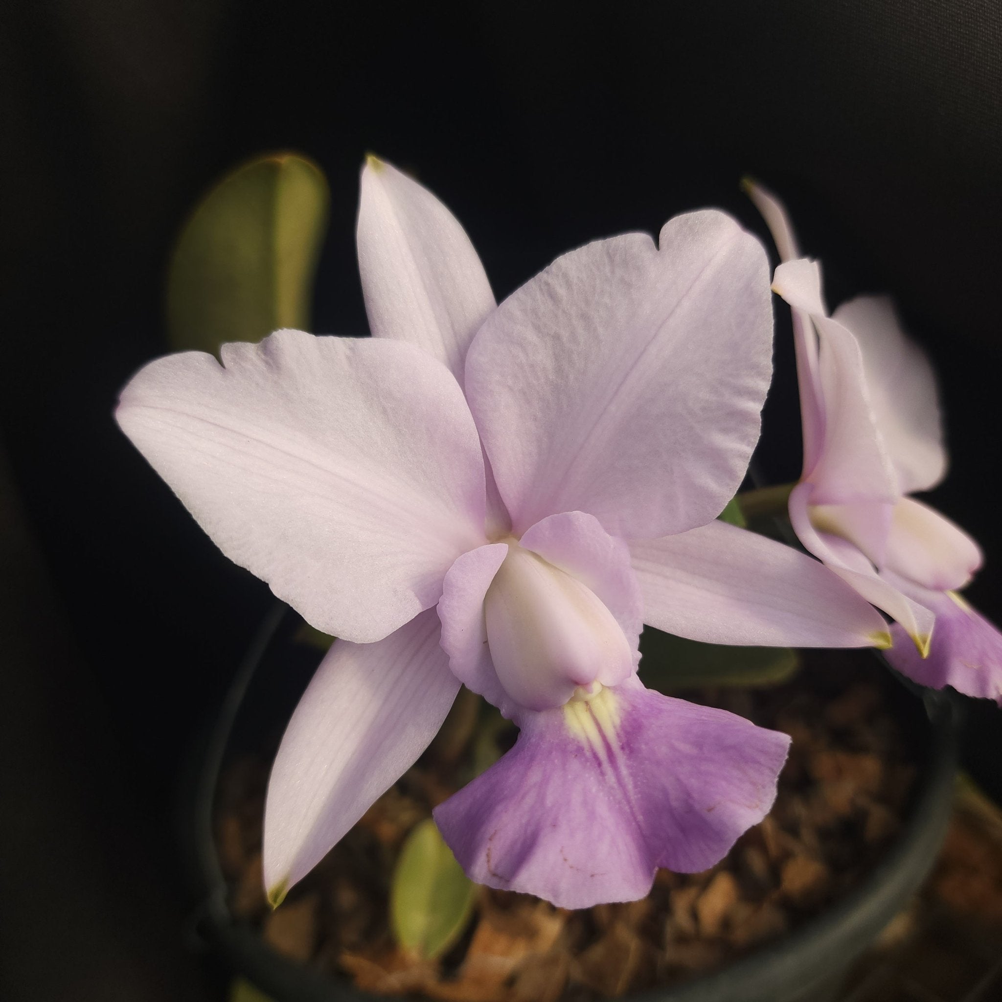 CATTLEYA WALKERIANA COERULEA - Apolonia Grade