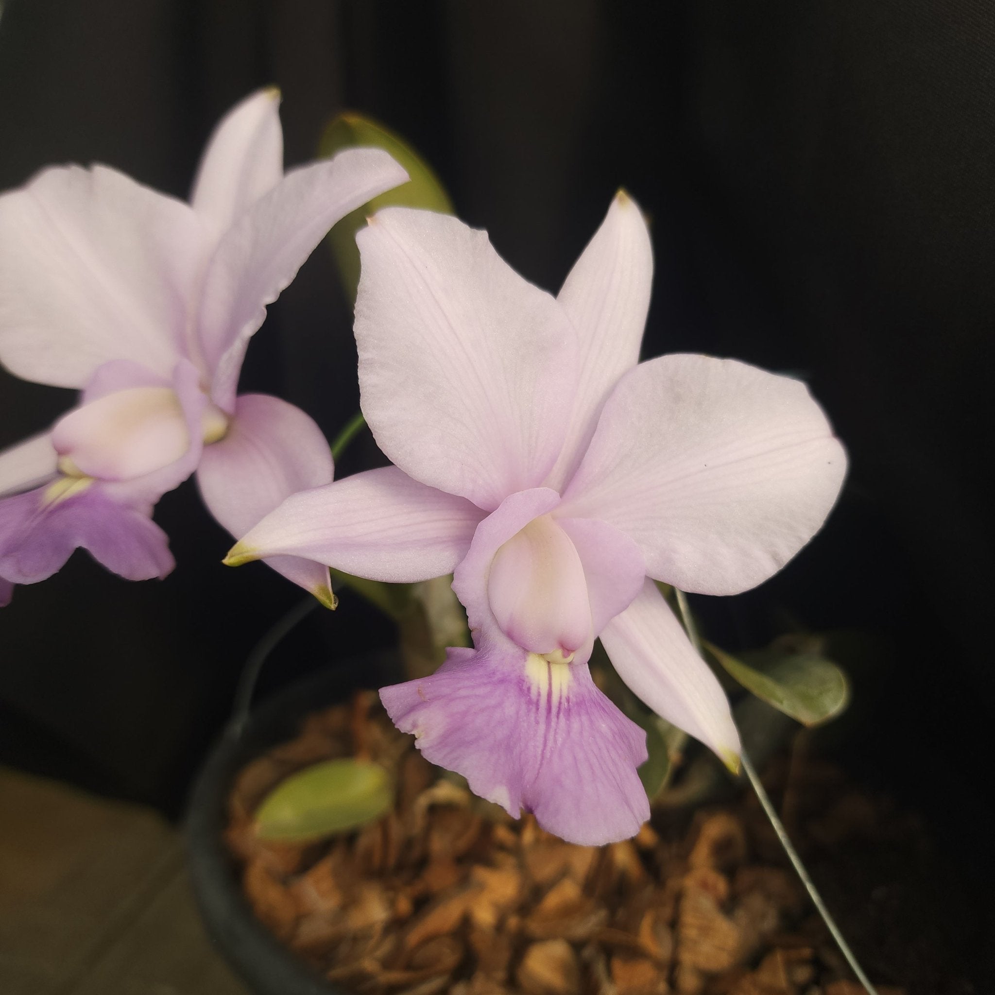 CATTLEYA WALKERIANA COERULEA - Apolonia Grade
