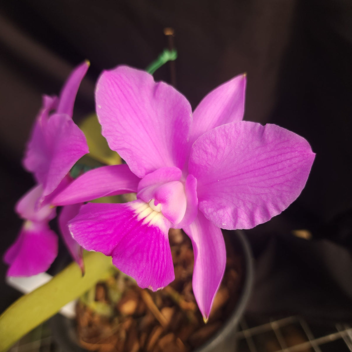 CATTLEYA WALKERIANA COERULEA - Apolonia Grade