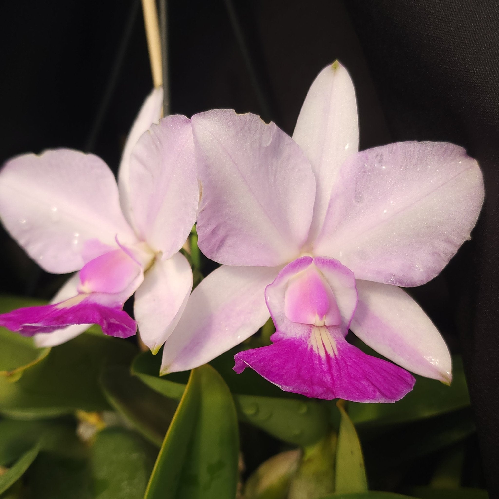CATTLEYA WALKERIANA SEMI ALBA - Apolonia Grade