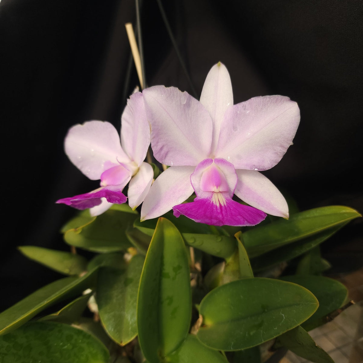 CATTLEYA WALKERIANA SEMI ALBA - Apolonia Grade