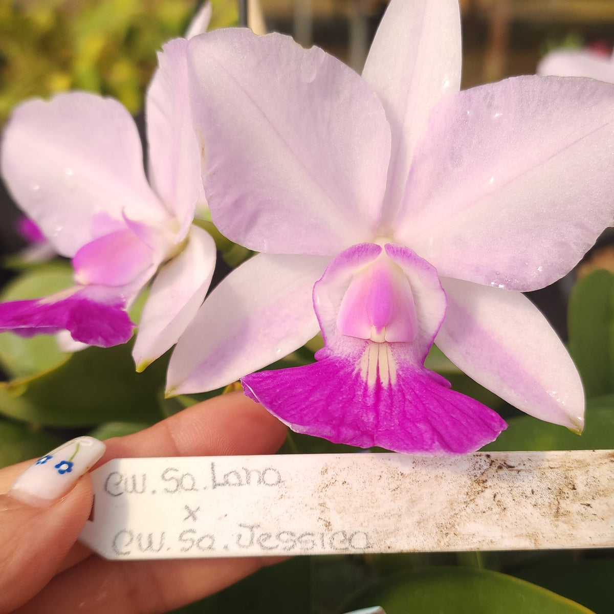 CATTLEYA WALKERIANA SEMI ALBA - Apolonia Grade