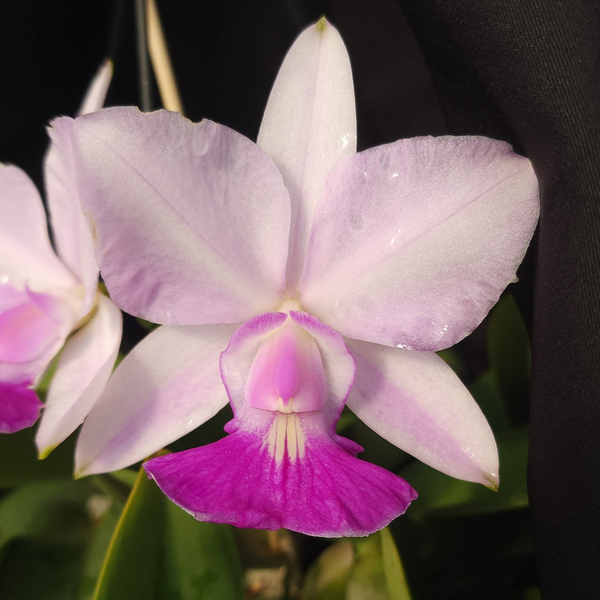 CATTLEYA WALKERIANA SEMI ALBA - Apolonia Grade
