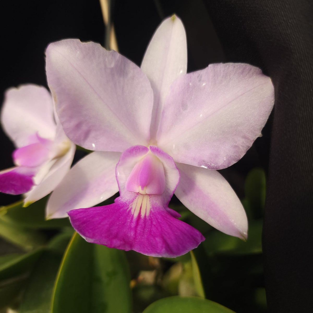 CATTLEYA WALKERIANA SEMI ALBA - Apolonia Grade