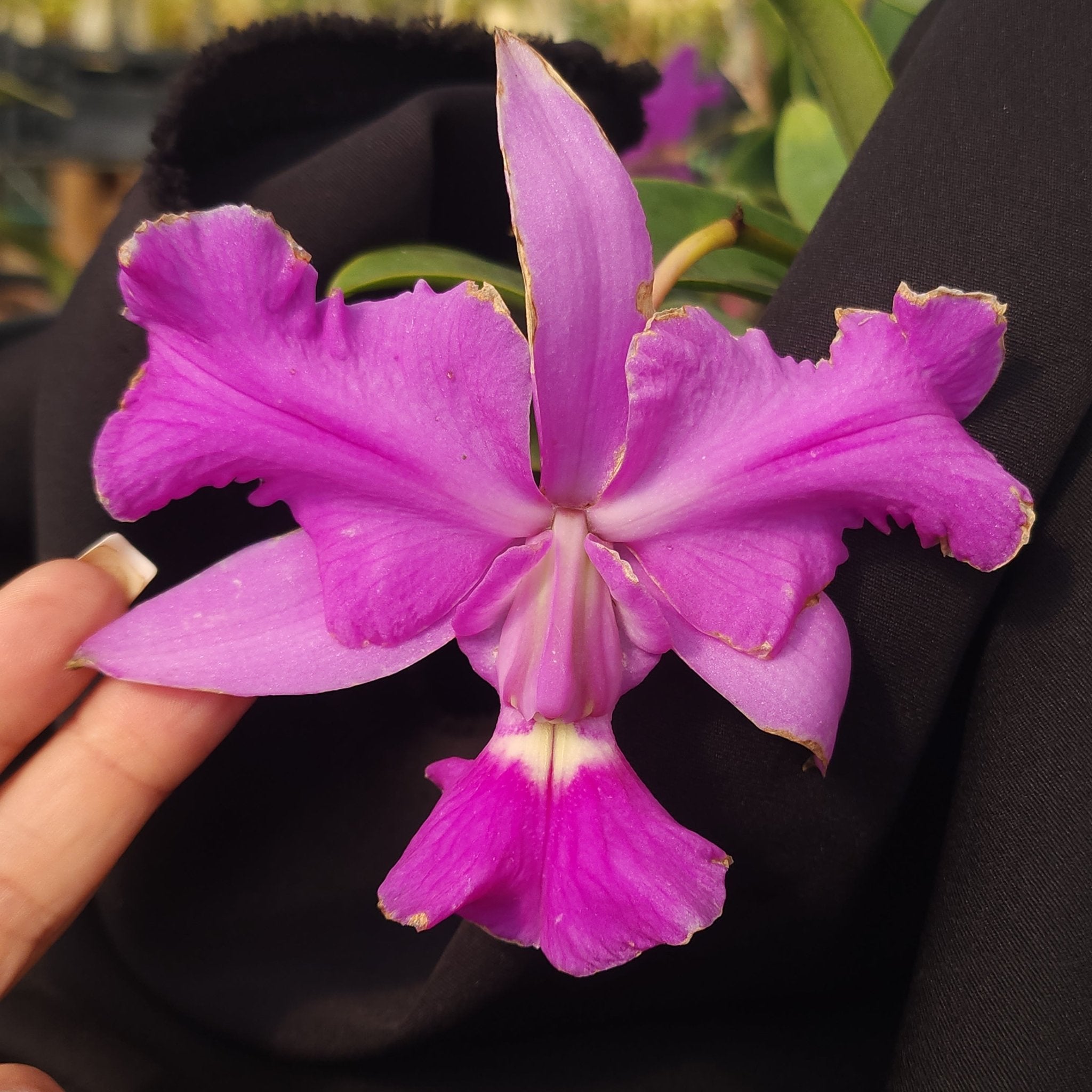 CATTLEYA WALKERIANA TRILABELO - Apolonia Grade