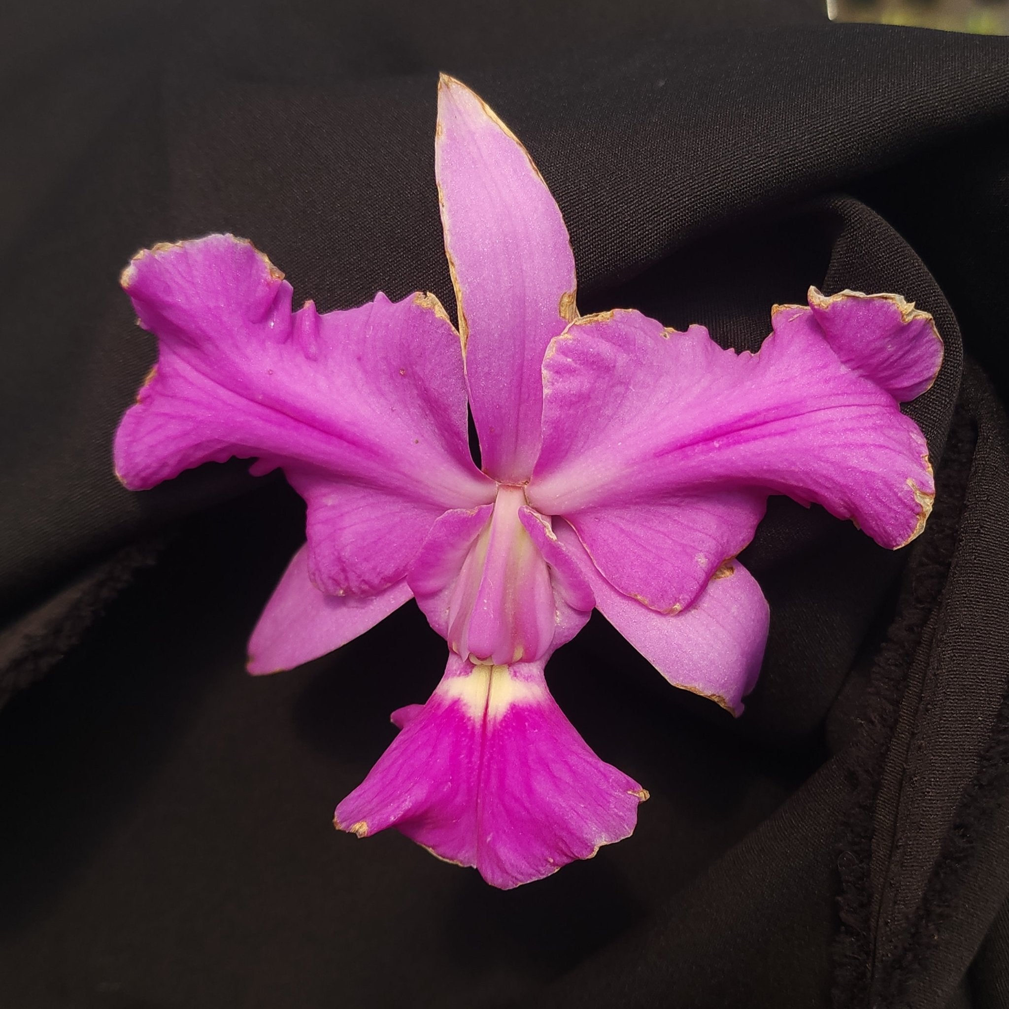 CATTLEYA WALKERIANA TRILABELO - Apolonia Grade