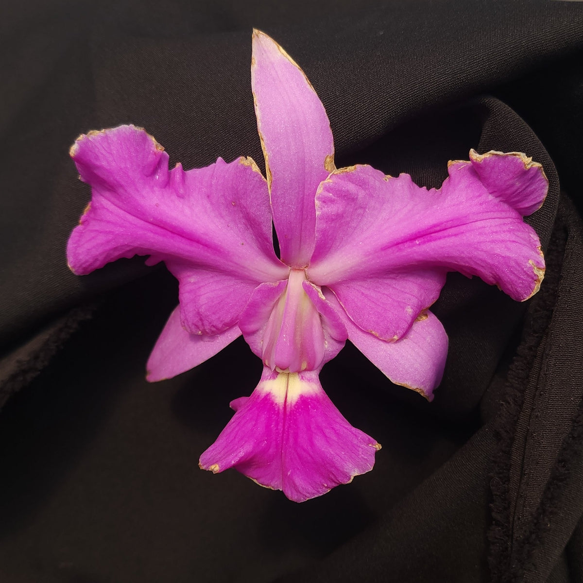 CATTLEYA WALKERIANA TRILABELO - Apolonia Grade