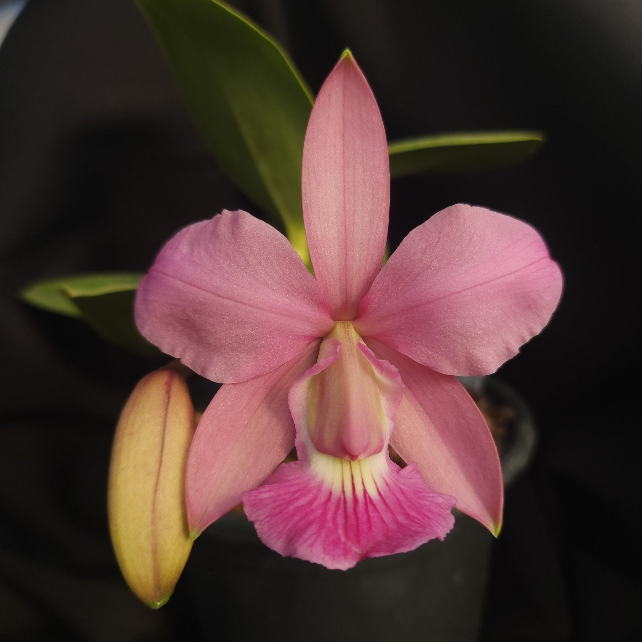 CATTLEYA WALKERIANA VINICOLOR - Apolonia Grade
