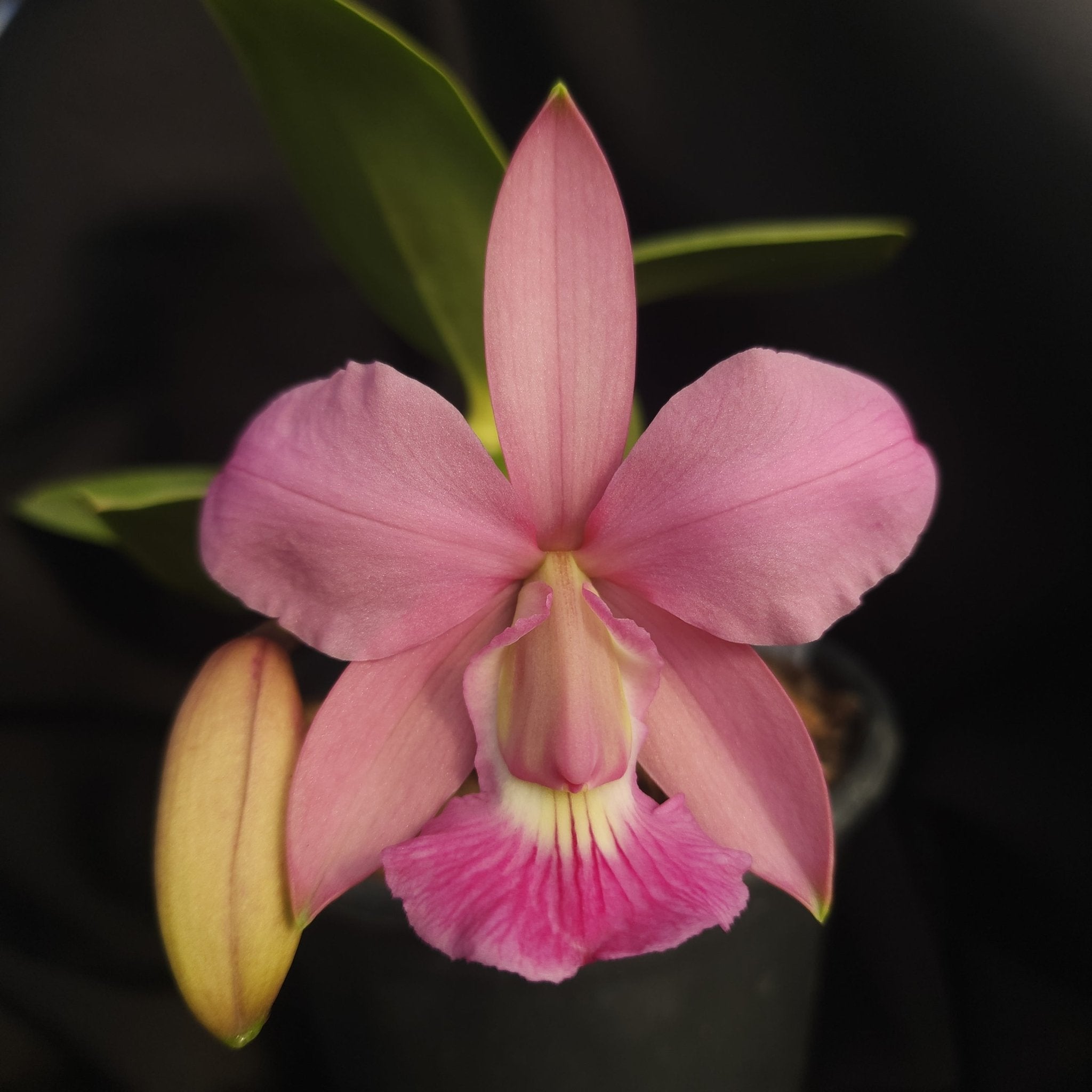 CATTLEYA WALKERIANA VINICOLOR - Apolonia Grade