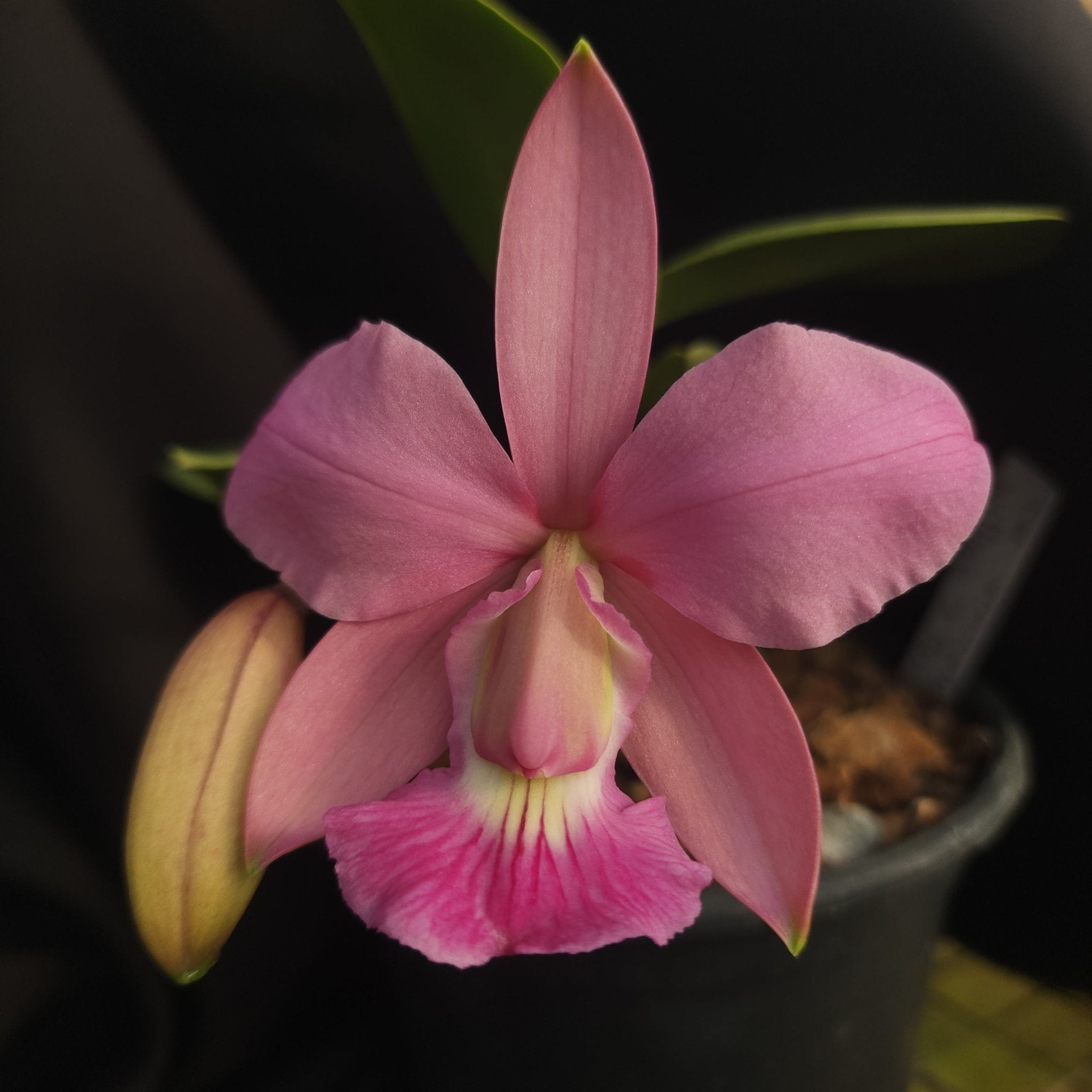 CATTLEYA WALKERIANA VINICOLOR - Apolonia Grade