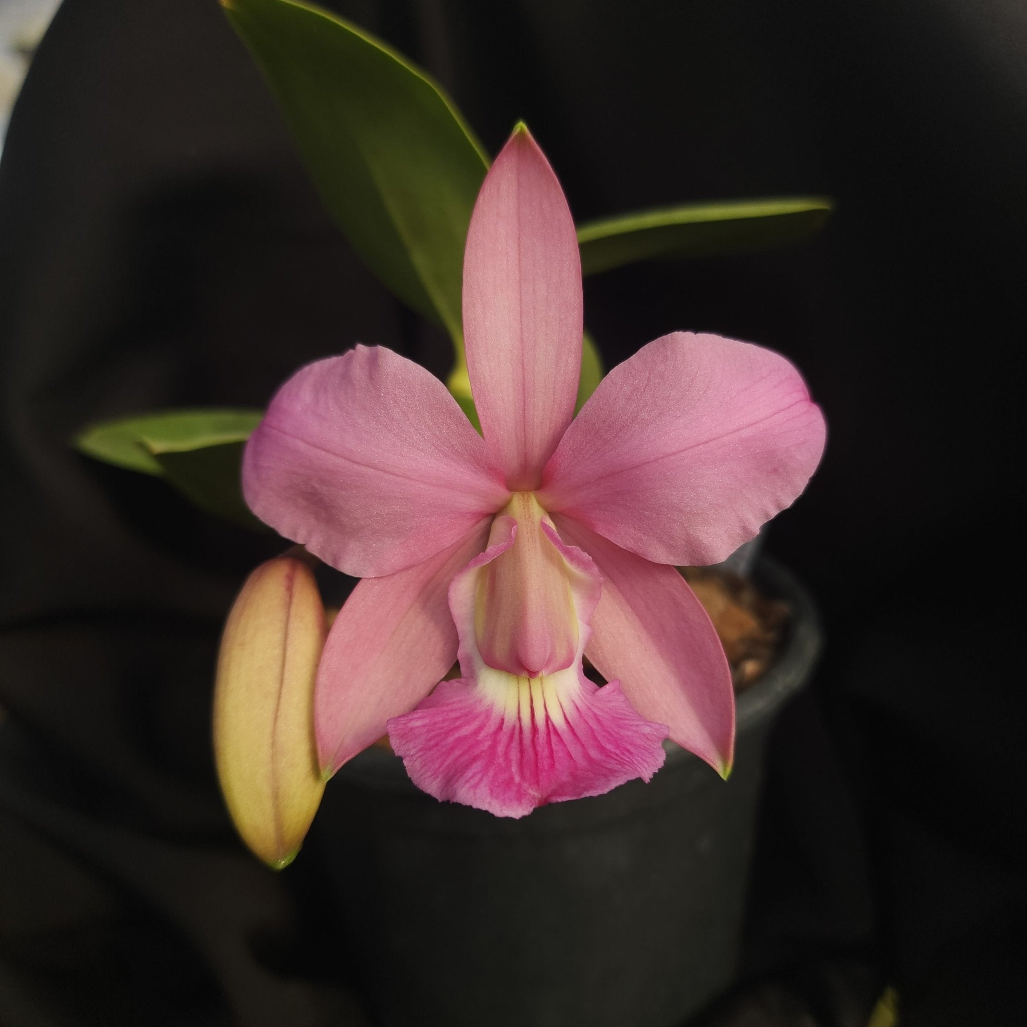 CATTLEYA WALKERIANA VINICOLOR - Apolonia Grade