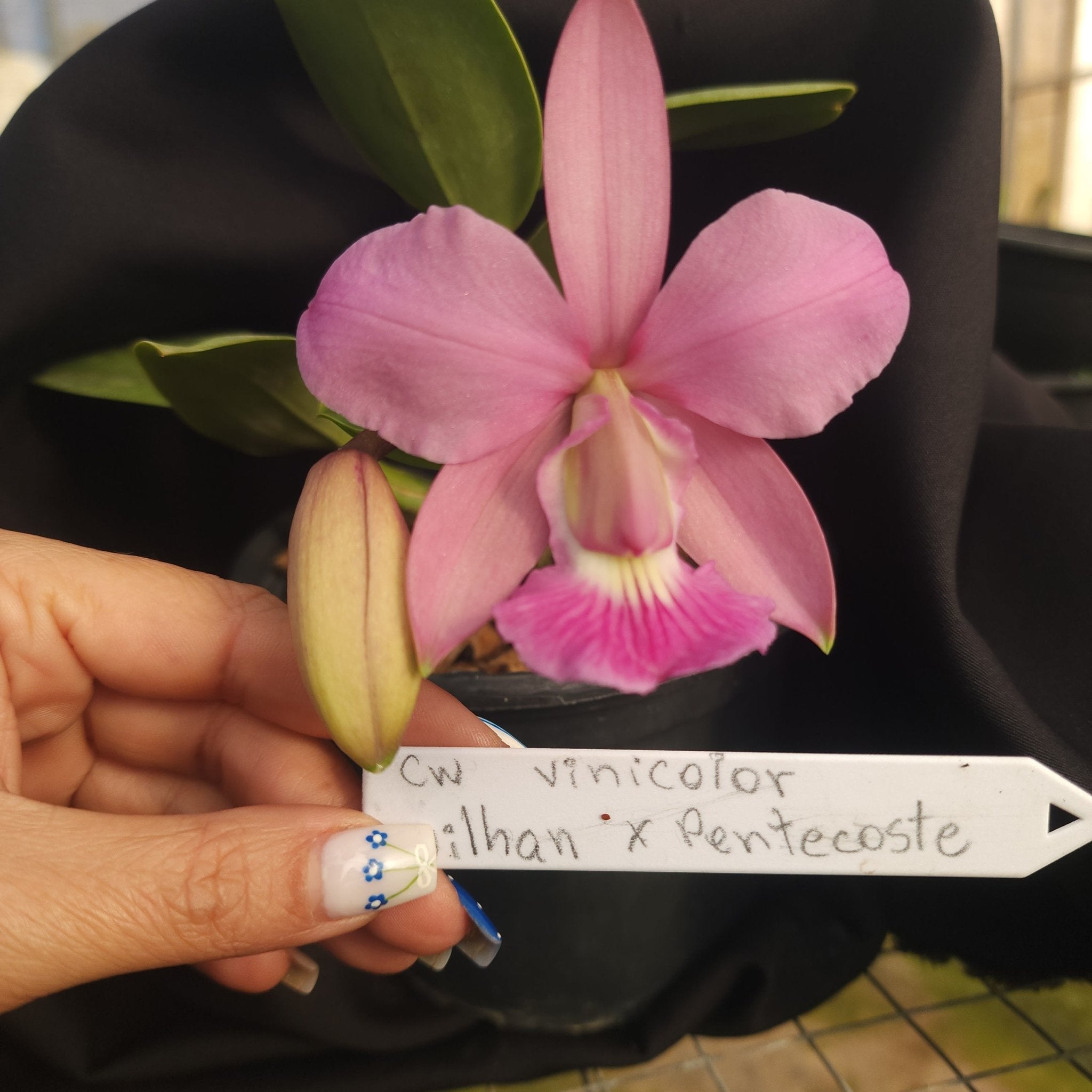 CATTLEYA WALKERIANA VINICOLOR - Apolonia Grade