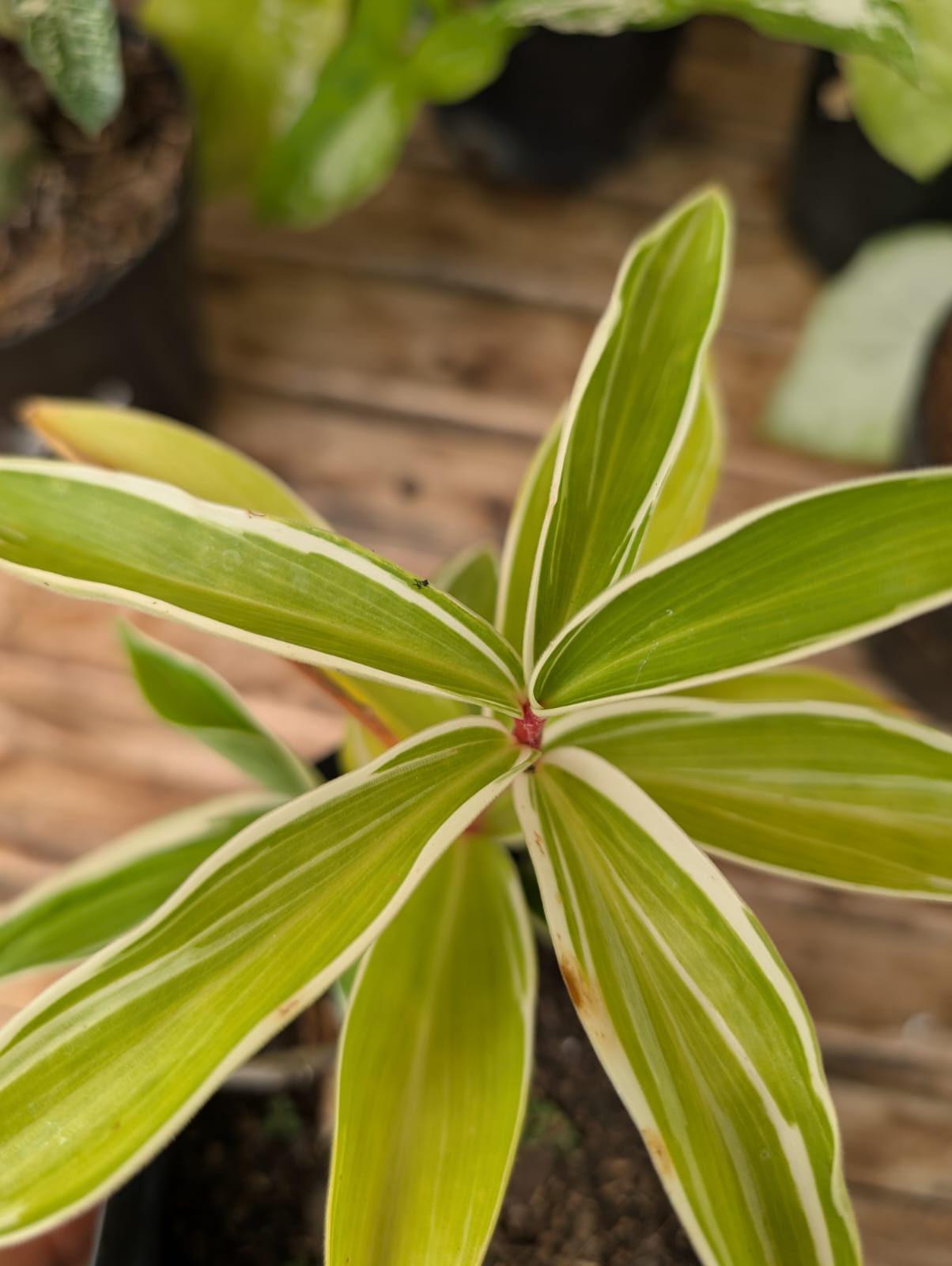 COSTUS SP - CANA DO BREJO (VARIEGATO) - Apolonia Grade