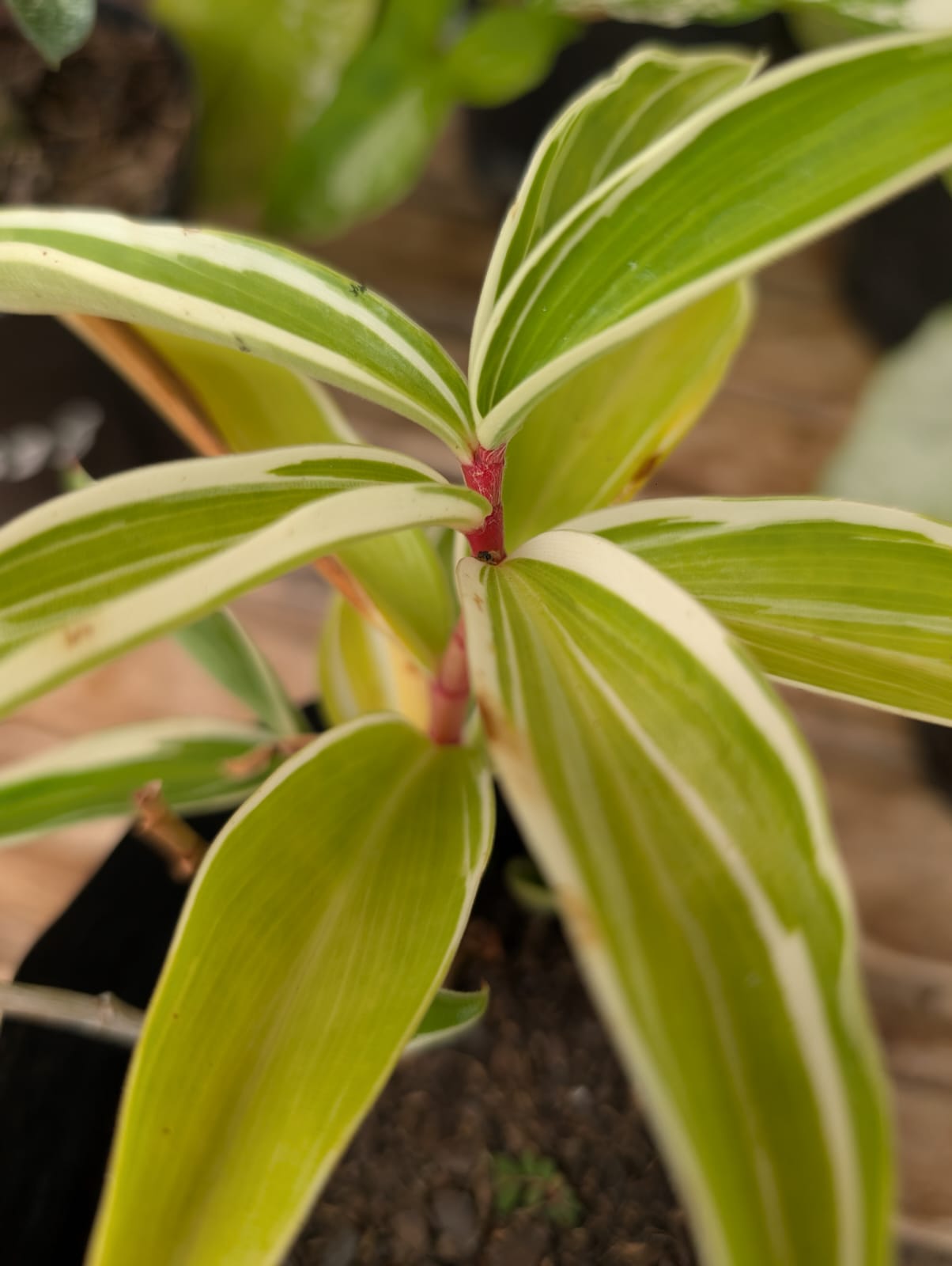 COSTUS SP - CANA DO BREJO (VARIEGATO) - Apolonia Grade