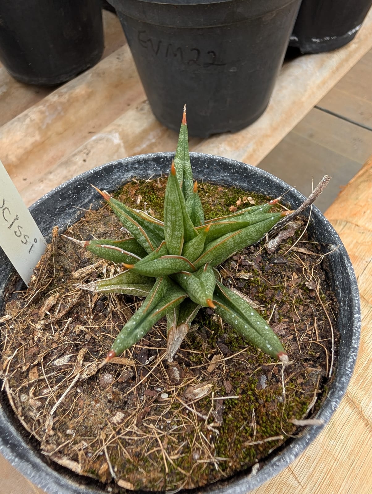ESPADA DE SÃO JORGE - SANSEVIE - Apolonia Grade