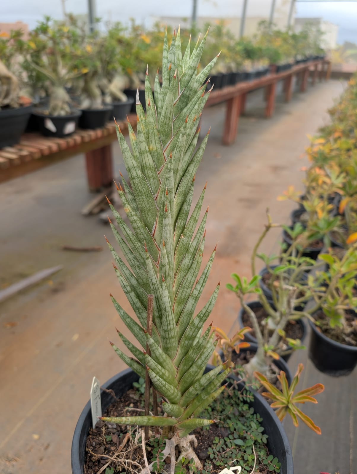 ESPADA DE SÃO JORGE RARA - SANSEVIERIA FRANCISII - Apolonia Grade