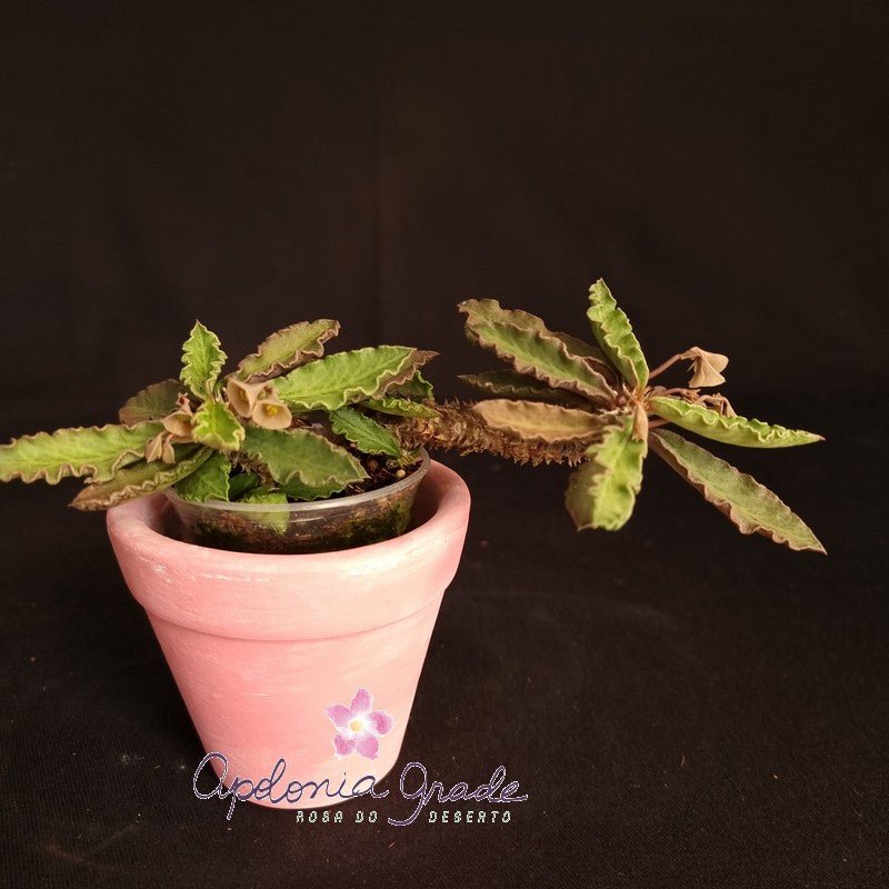 EUPHORBIA DECARYI - Apolonia Grade