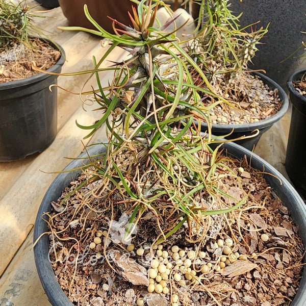 EUPHORBIA GOTTLEBEI - Apolonia Grade