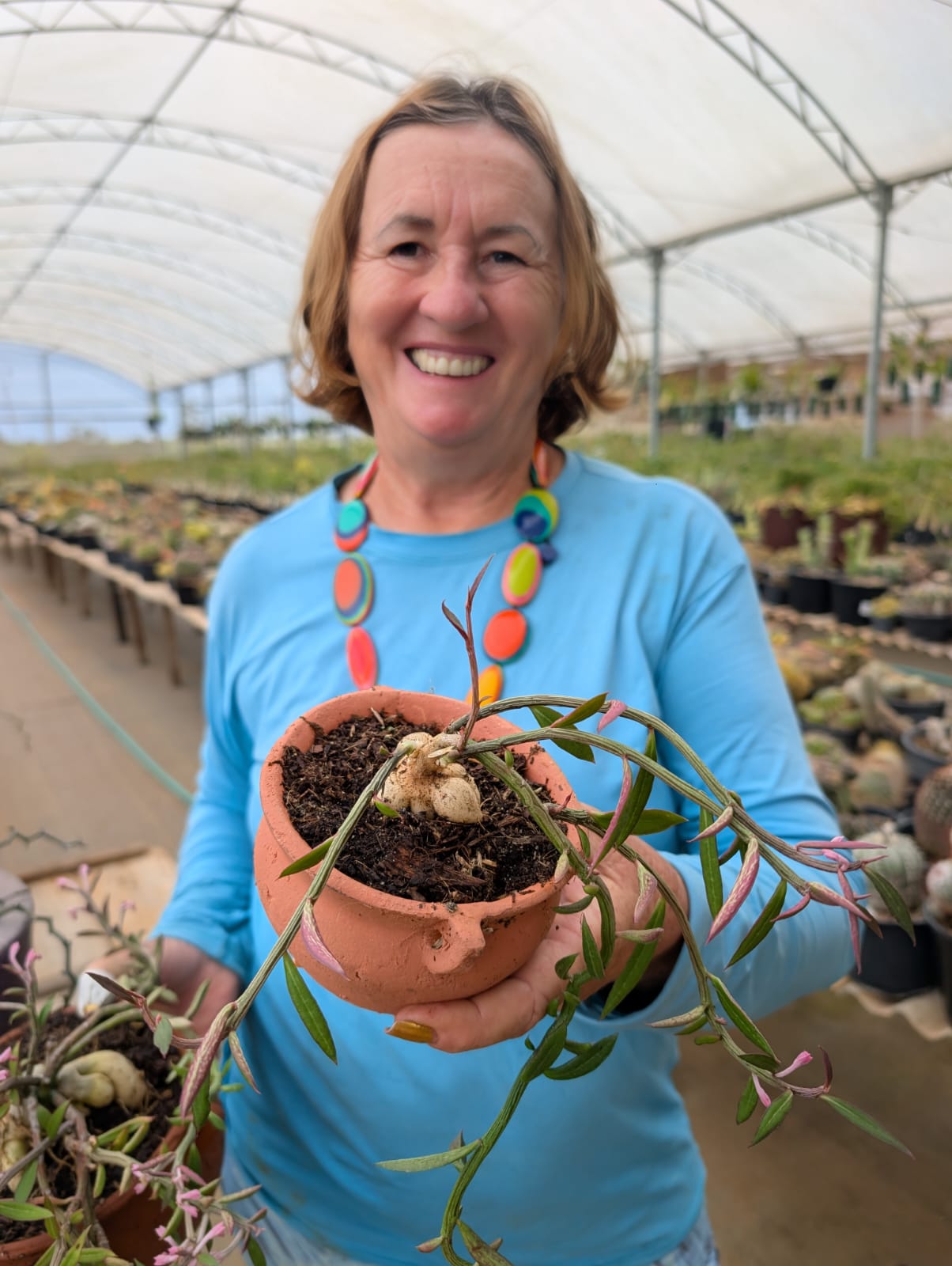 EUPHORBIA NEORUBELLA - Tam M - Apolonia Grade
