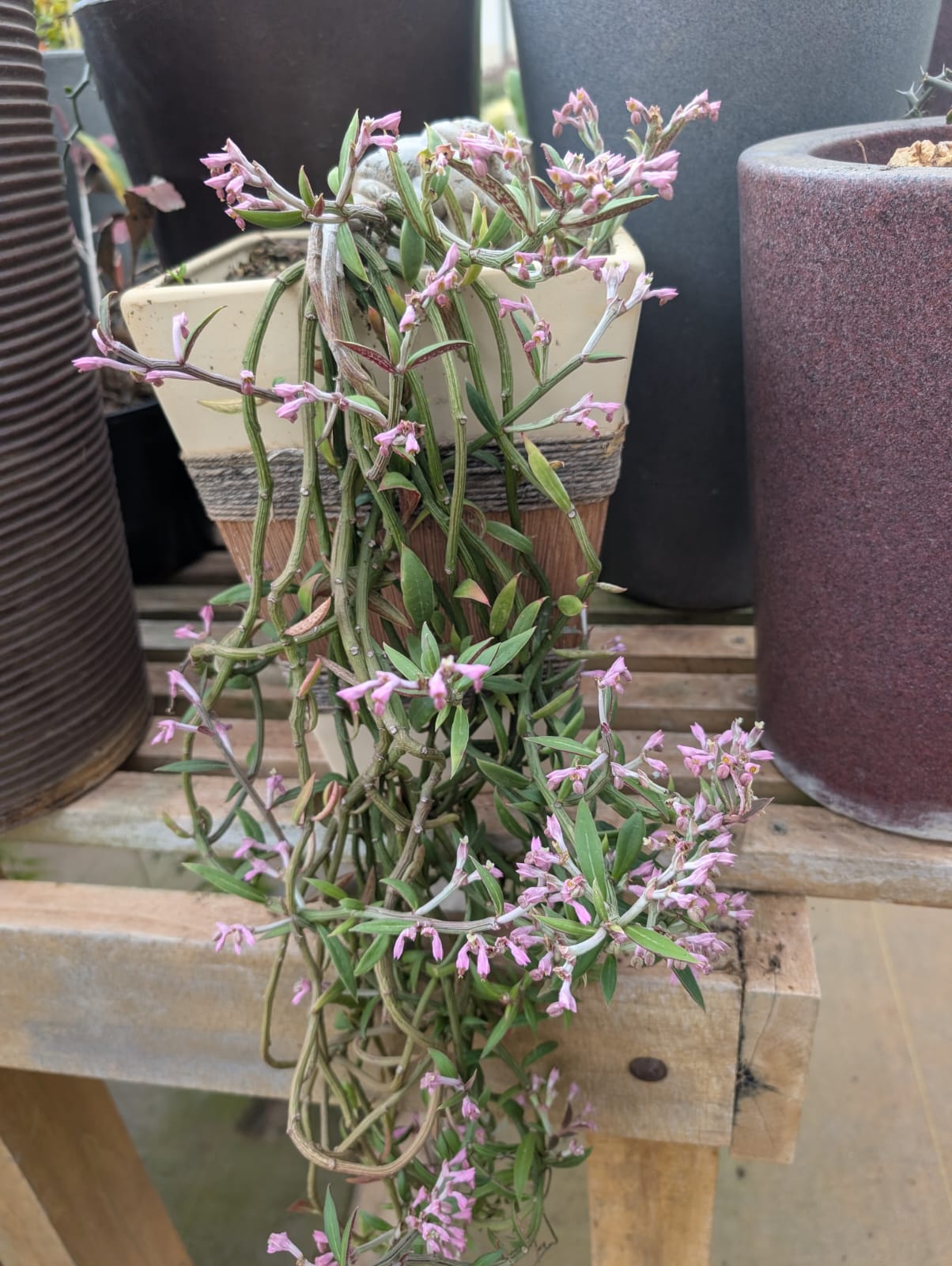 EUPHORBIA NEORUBELLA - Tam M - Apolonia Grade