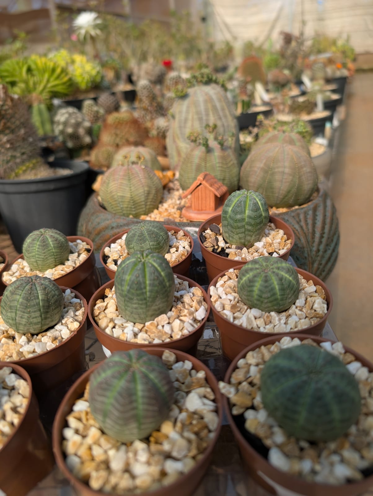 EUPHORBIA OBESA (EUPHORB - Apolonia Grade