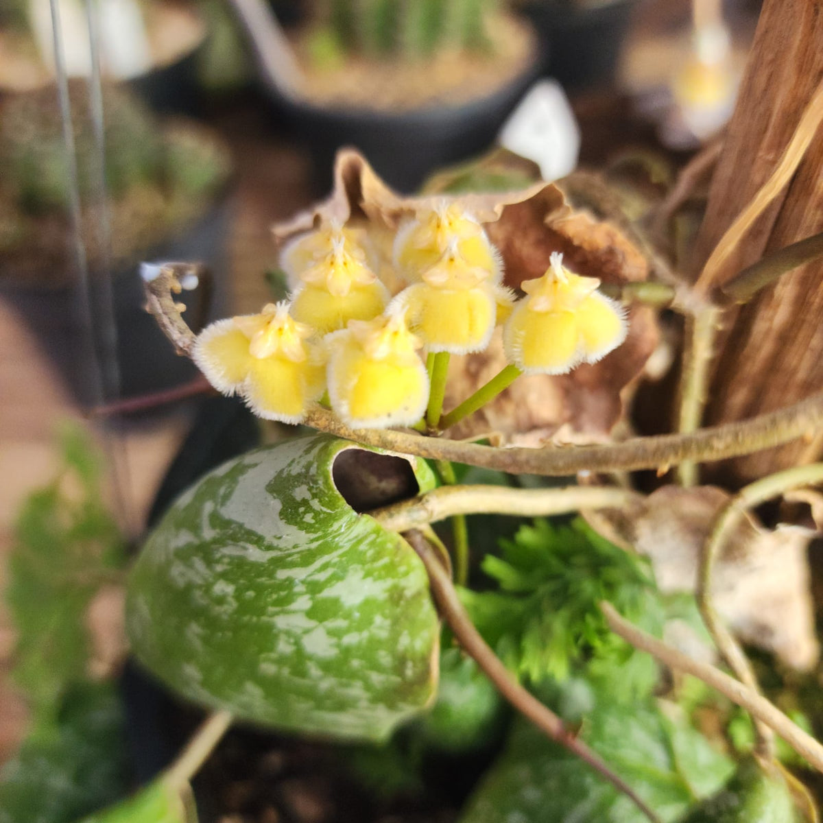 FLOR DE CERA - HOYA IMBRICATA - DISPONIBILIDADE SOB CONSULTA - Apolonia Grade