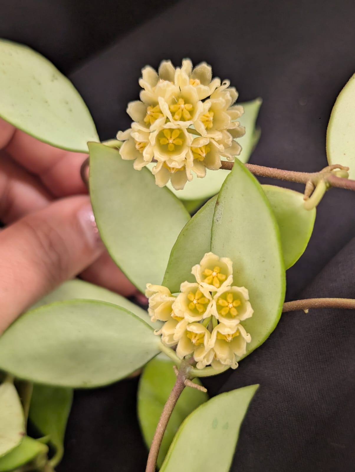 FLOR DE CERA - HOYA NOONA - FLOR MINI AMARELA (CACHOS) - Apolonia Grade