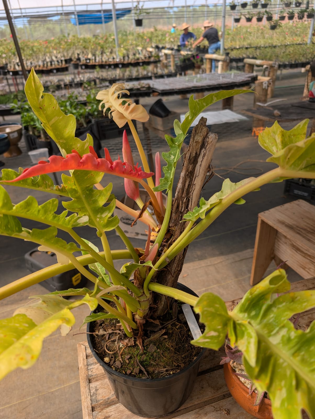 Folhagem - Filodendro Narrow Ring of Fire - Estreito Anel de Fogo - Philodendron - Apolonia Grade