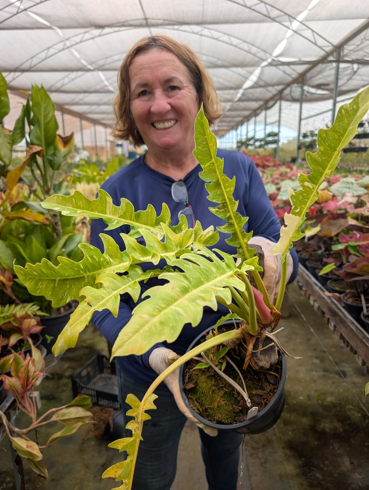 Folhagem - Filodendro Narrow Ring of Fire - Estreito Anel de Fogo - Philodendron - Apolonia Grade