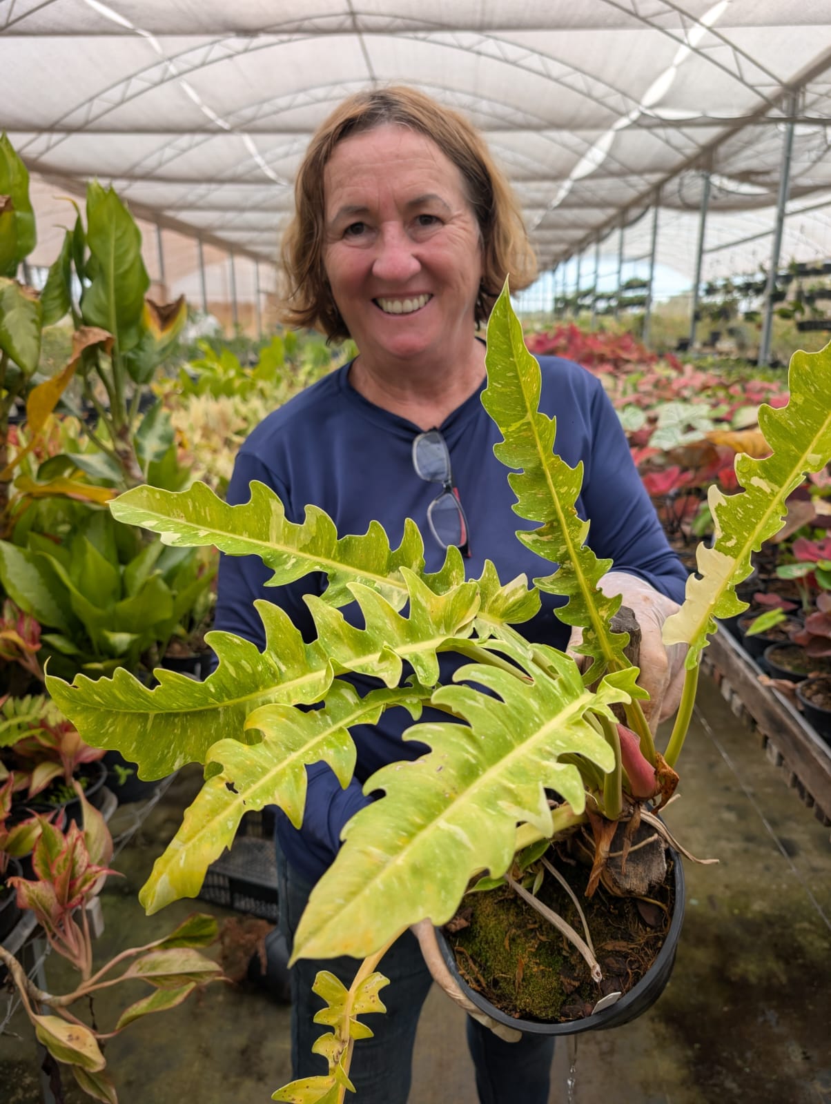 Folhagem - Filodendro Narrow Ring of Fire - Estreito Anel de Fogo - Philodendron - Apolonia Grade