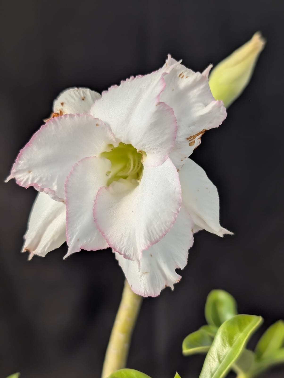 FUGA DOS CAVALOS 2026 | 013 - Apolonia Grade
