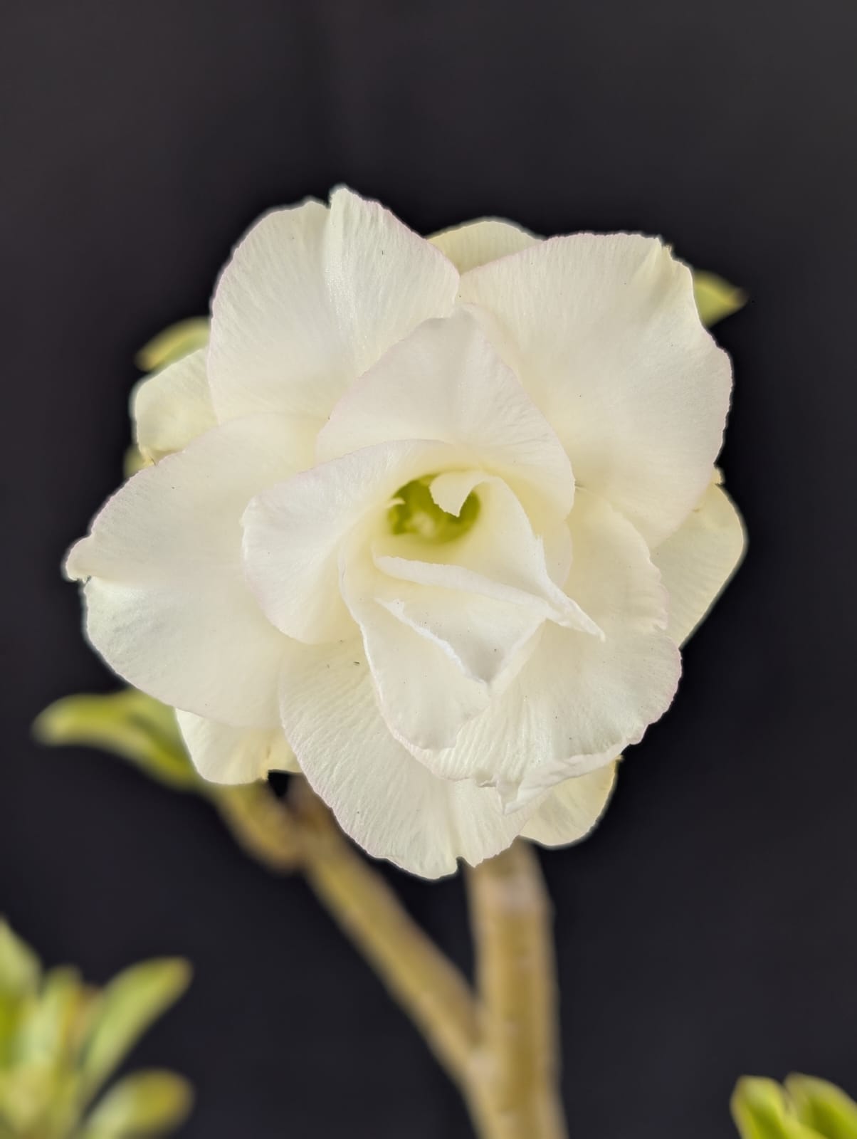 FUGA DOS CAVALOS 2026 | 046 - Apolonia Grade