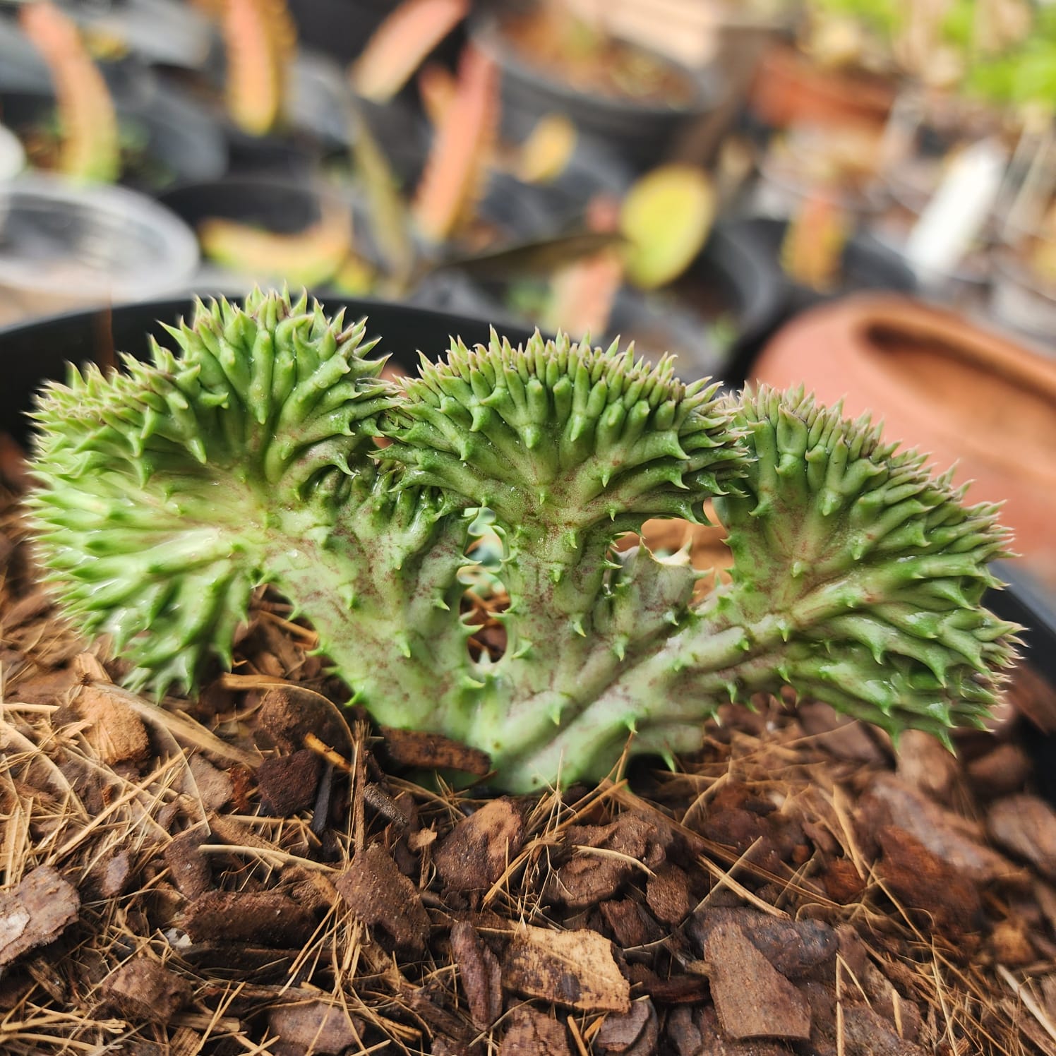 HUERNIA CRISTATA - PLANTA ÚNICA - Apolonia Grade