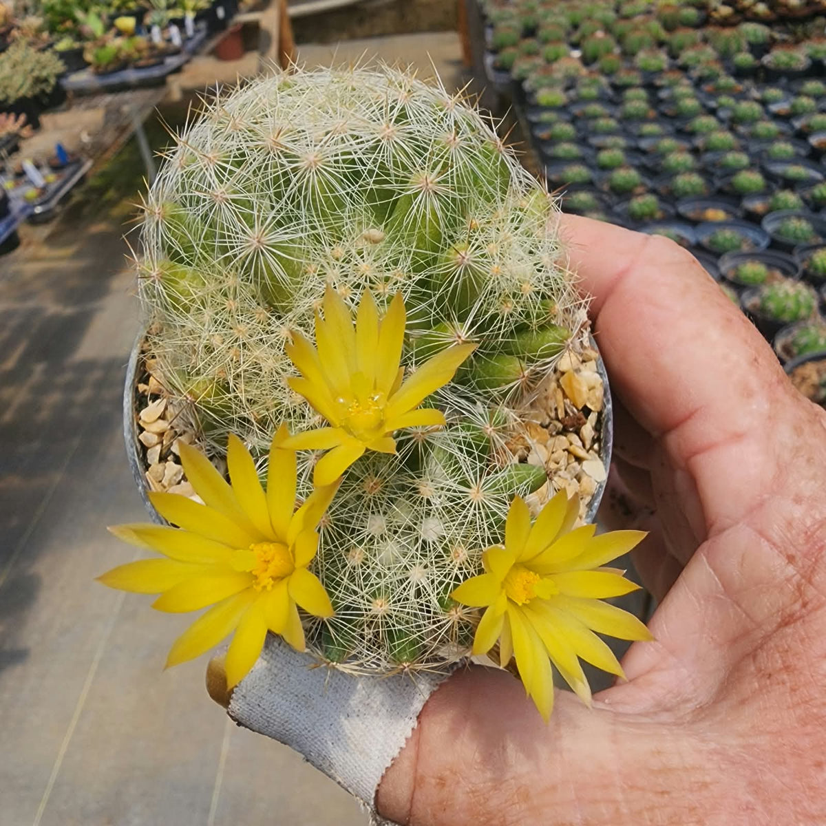 MAMMILLARIA BAUMII - Apolonia Grade