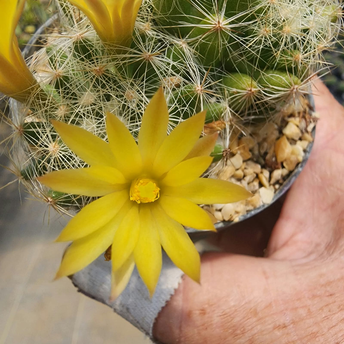 MAMMILLARIA BAUMII - Apolonia Grade